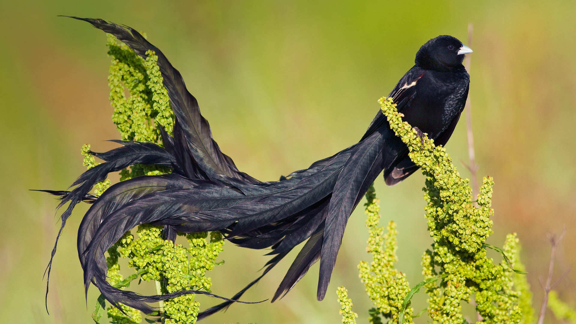 عکس پروفایل پرنده مشکی بسیار زیبا با پرهای بلند قشنگ