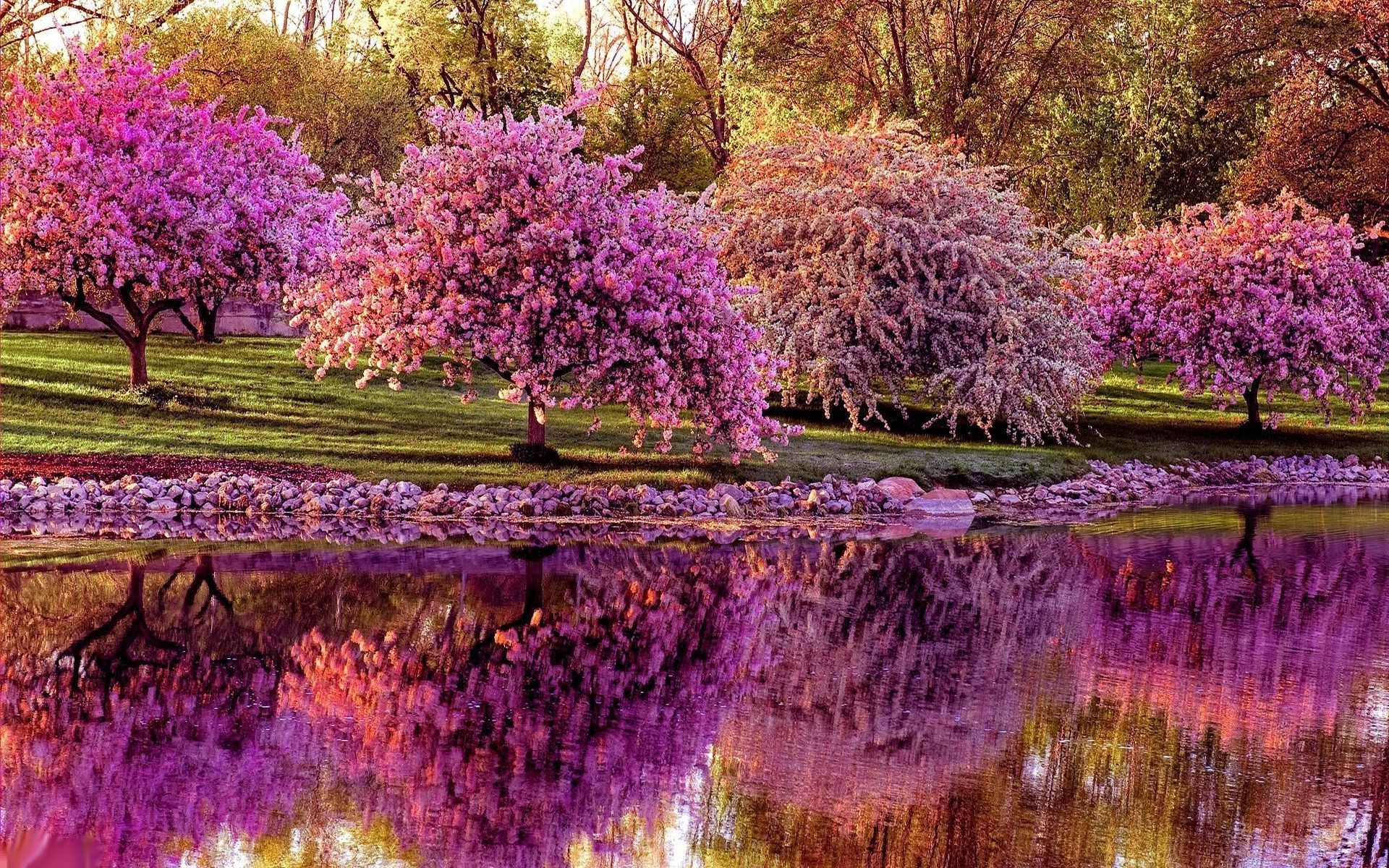 عکس درختان با پوشش شکوفه های زیبای بهاری