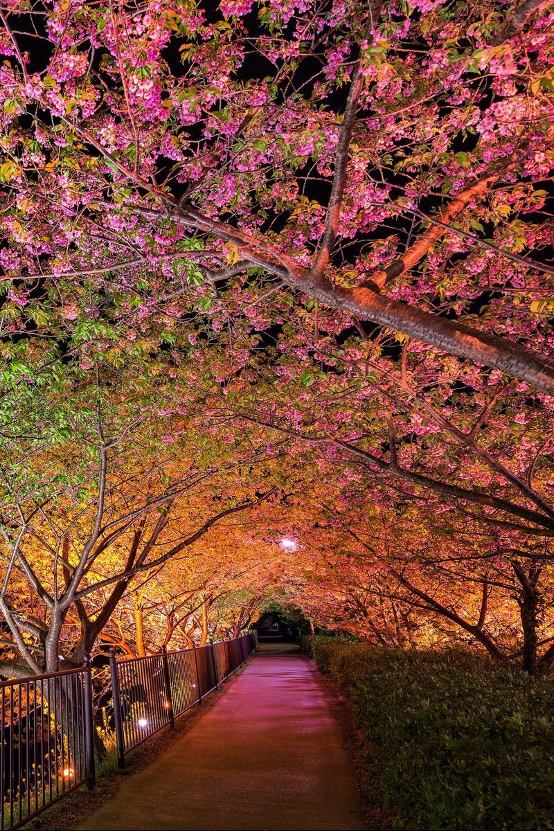 بک‌گراند موبایل از پیاده رو زیبا در شب بهاری با گل های صورتی