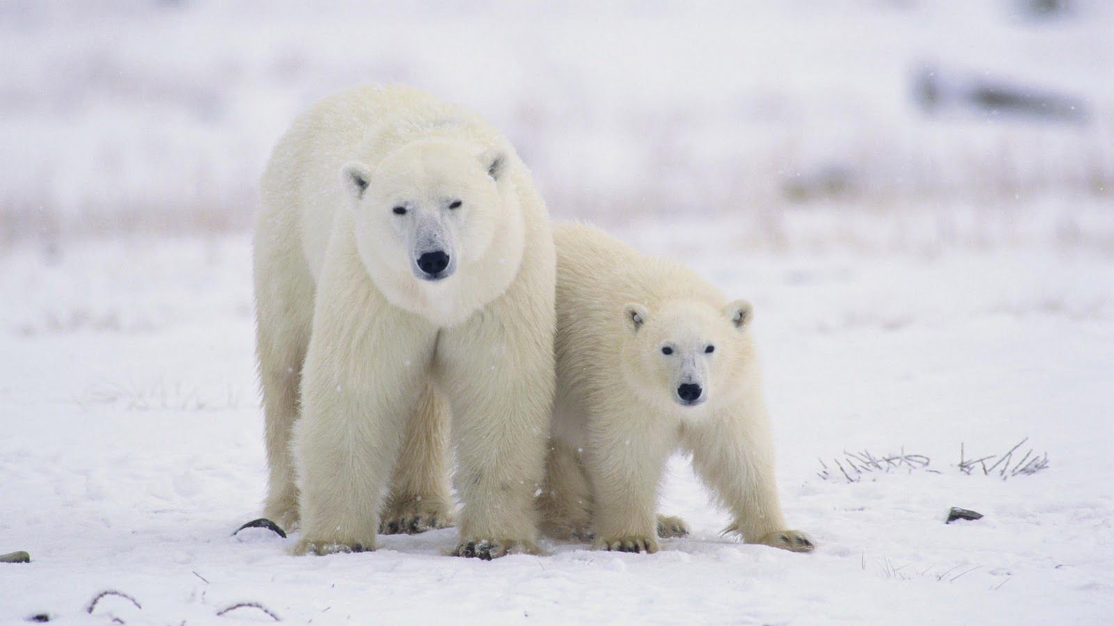 تصویر زمینه جدید خرس قطبی واقعی سفید در برف 2023