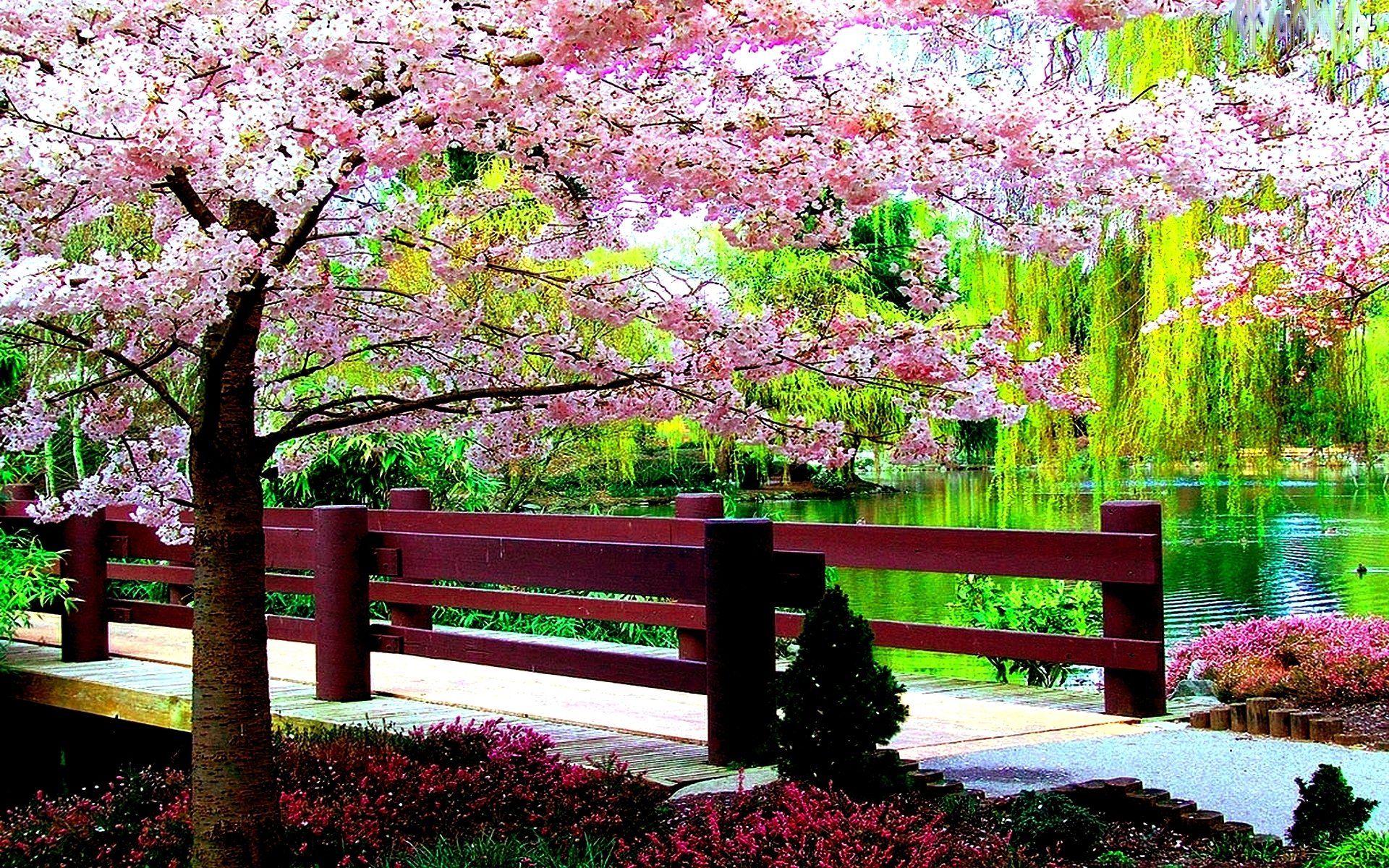 بک گراند خوشگل درخت بهاری ناز با شکوفه صورتی در پارک