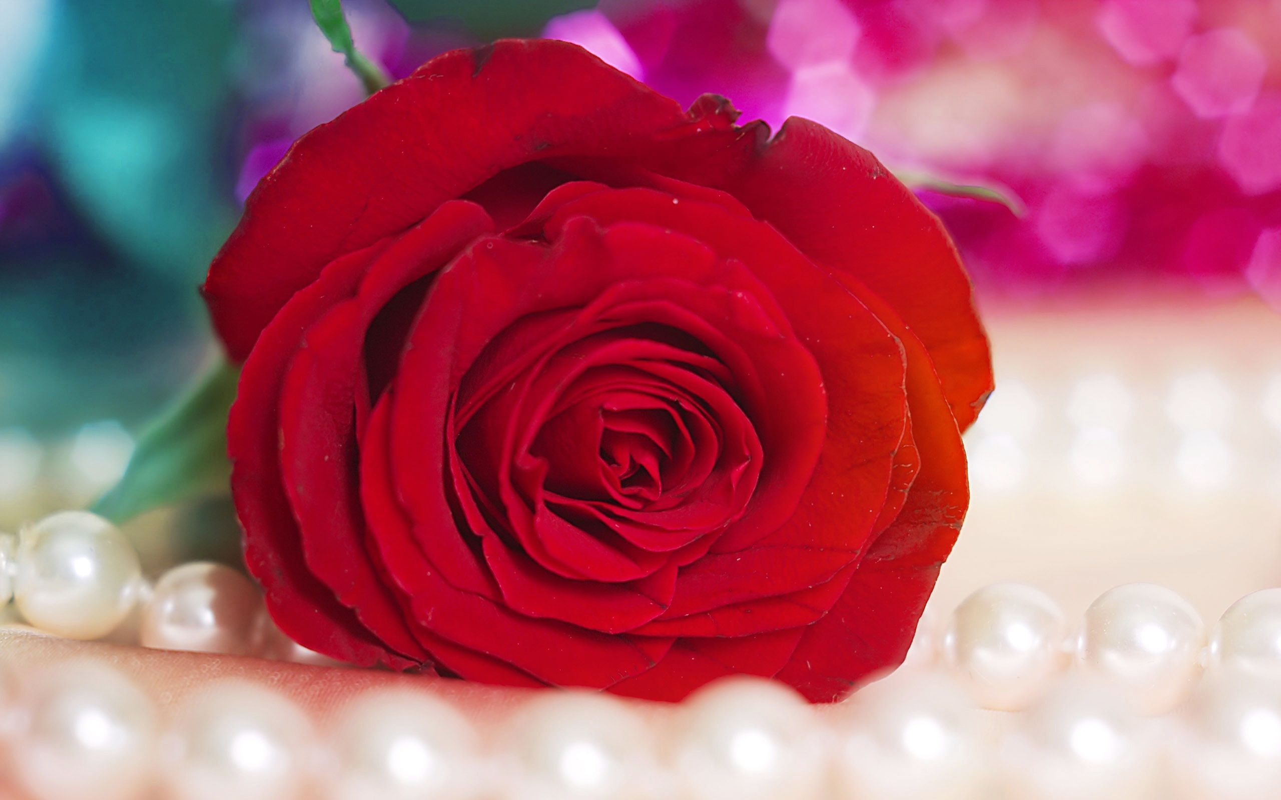 نمای عاشقانه شاخه گل رز قرمز برای استوری اینستاگرام