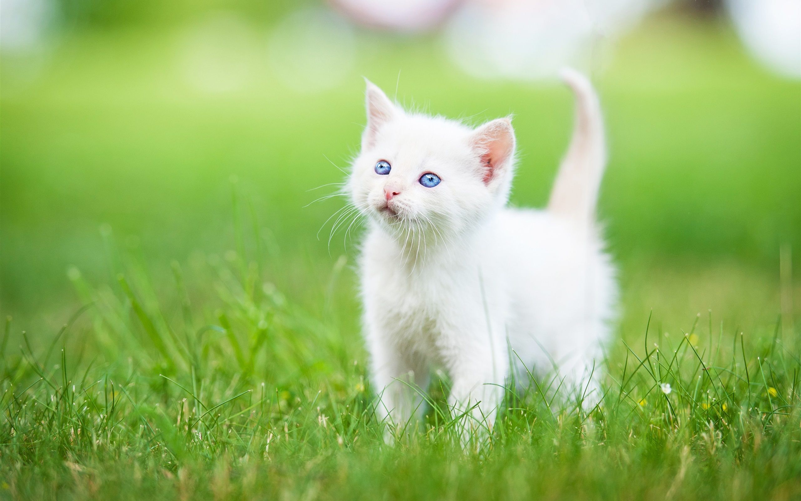 تصویر بچه گربه سفید چشم آبی با نژاد اصیل ایرانی 