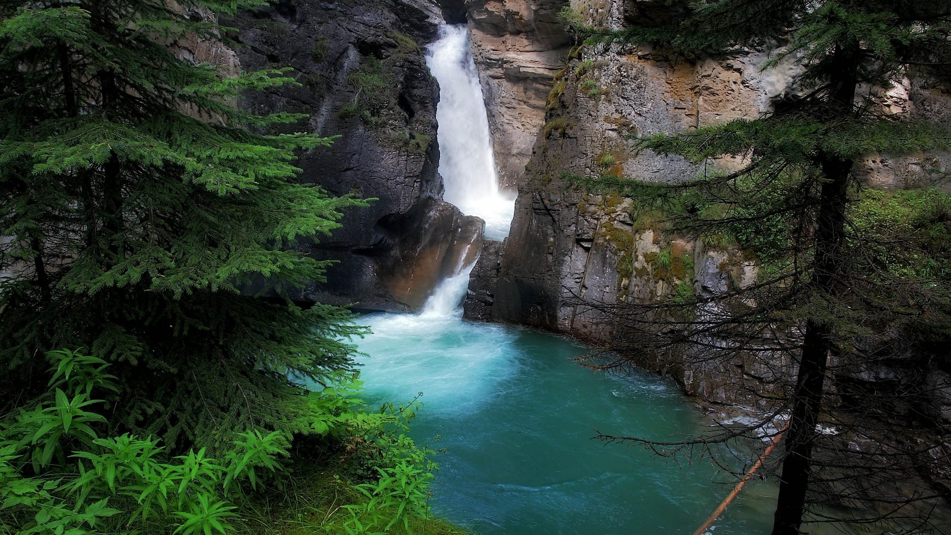 تصویر جذاب از آبشار قشنگ و درخت گاج کنار آن 