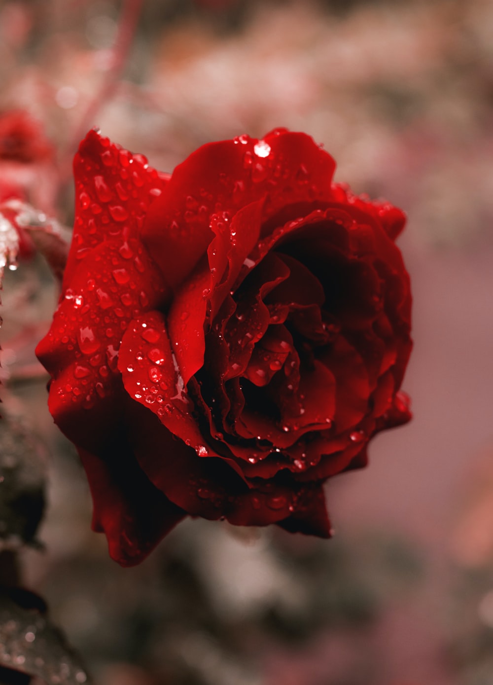 عکس گل رز قرمز شبنم خورده در طبیعت مناسب پروفایل