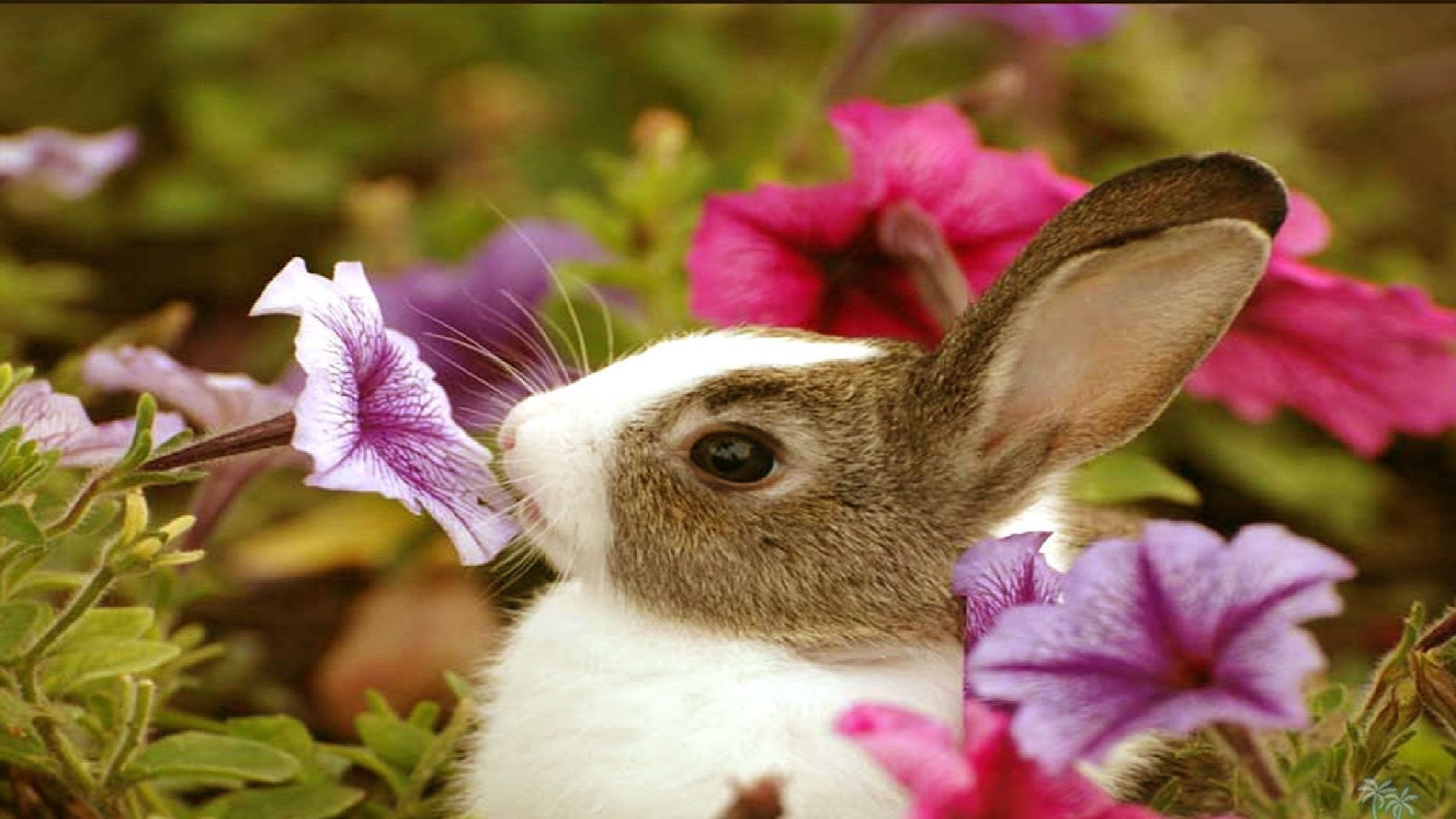 جدیدترین پروفایل حیوانات بهاری از خرگوش میان گل‌ها