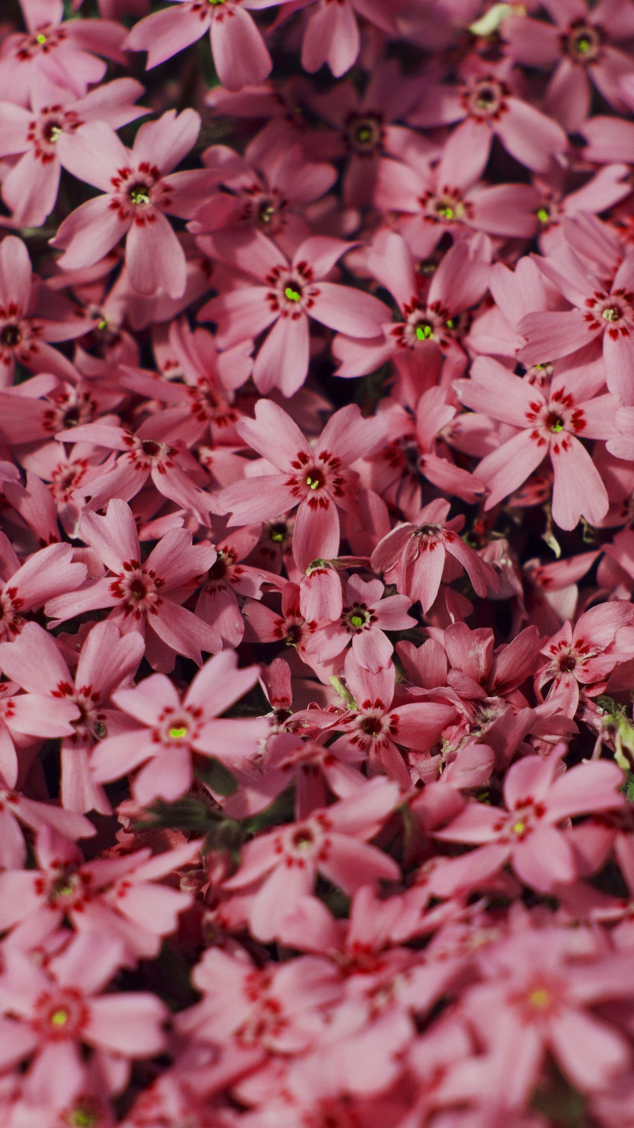 والپیپر شکوفه بهاری برای تصویر زمینه آیفون صورتی