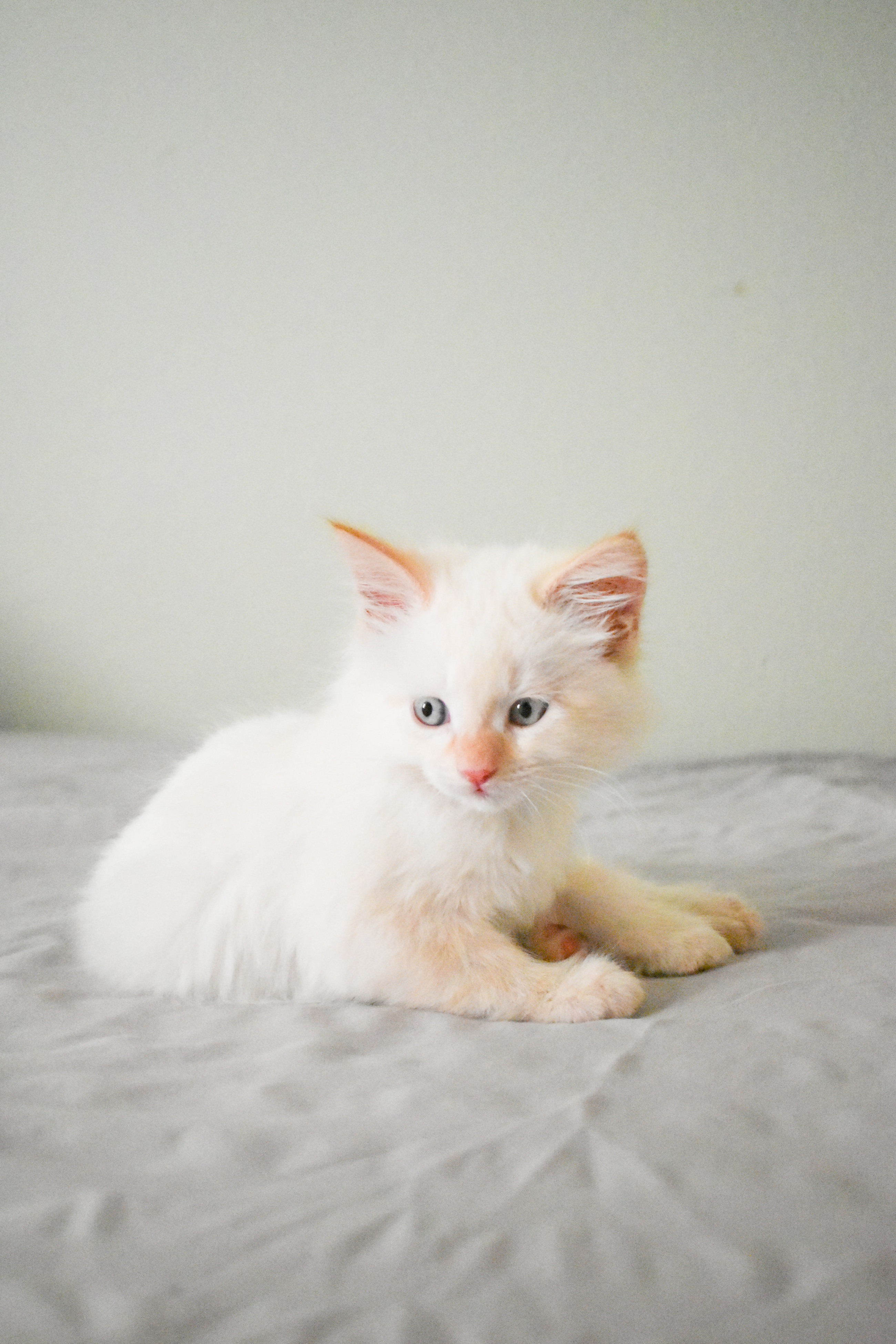 والپیپر ساده بچه گربه سفید بامزه مناسب زمینه چت WhatsApp