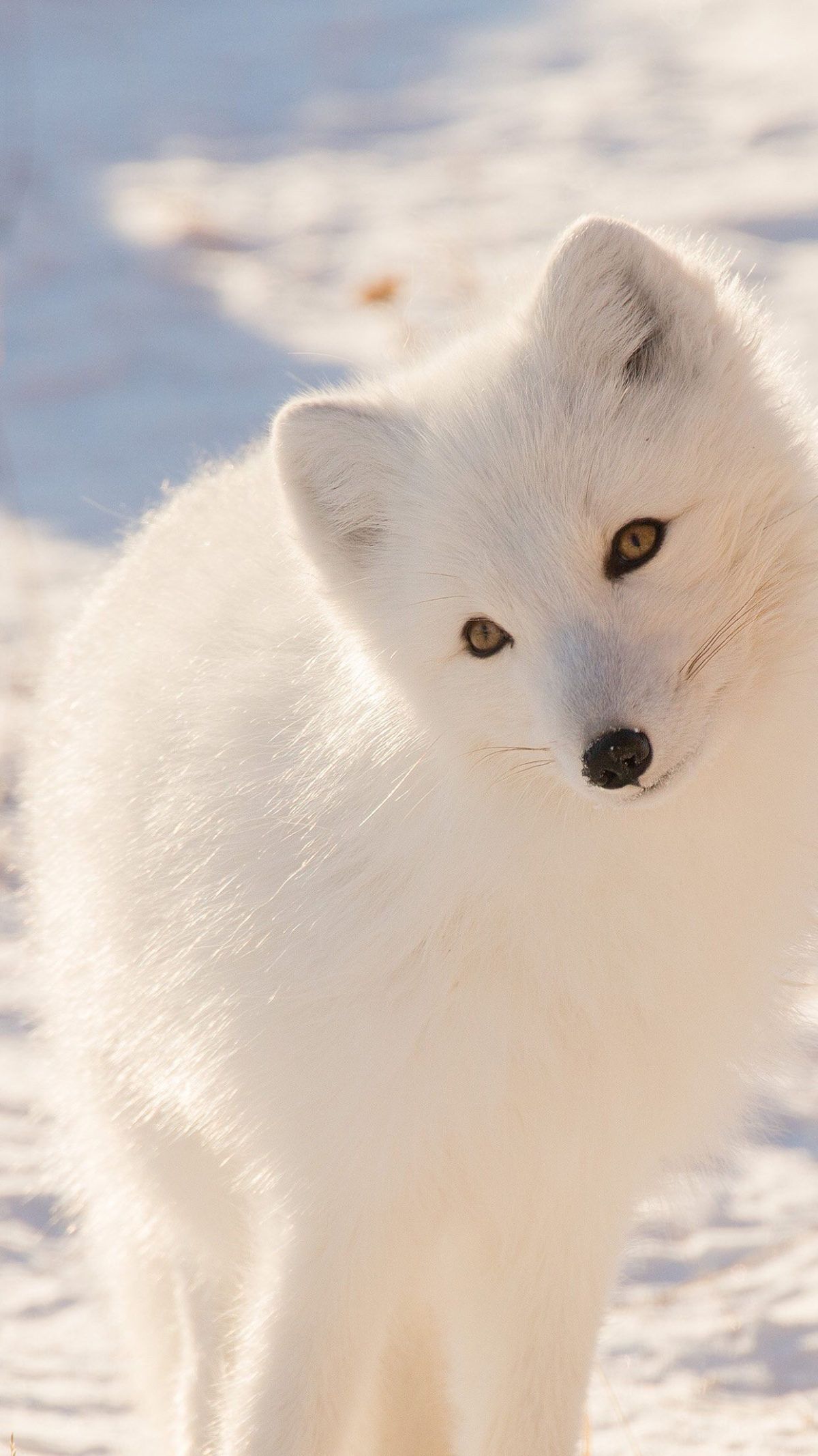 تصویر زمینه روباه قطبی برای گوشی آیفون و سامسونگ