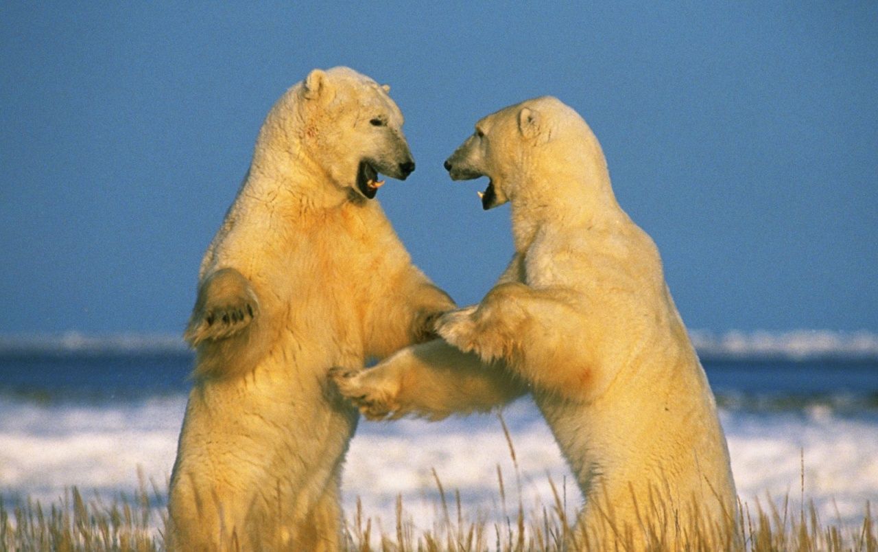 نمای جالب توجه از دو خرس قطبی وحشی در مقابل هم