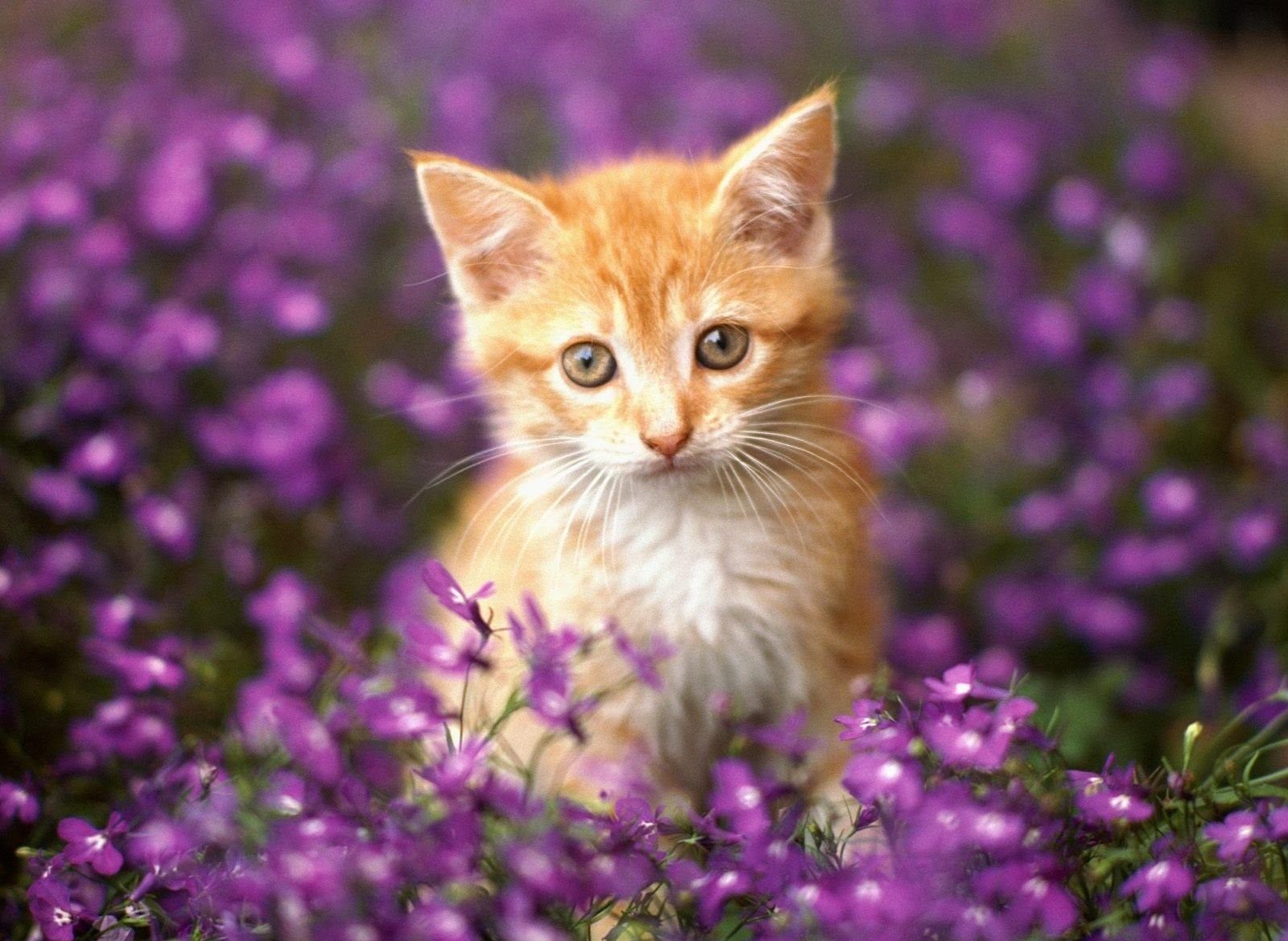 دانلود رایگان عکس گربه خوشگل نارنجی در باغ گل بنفش 