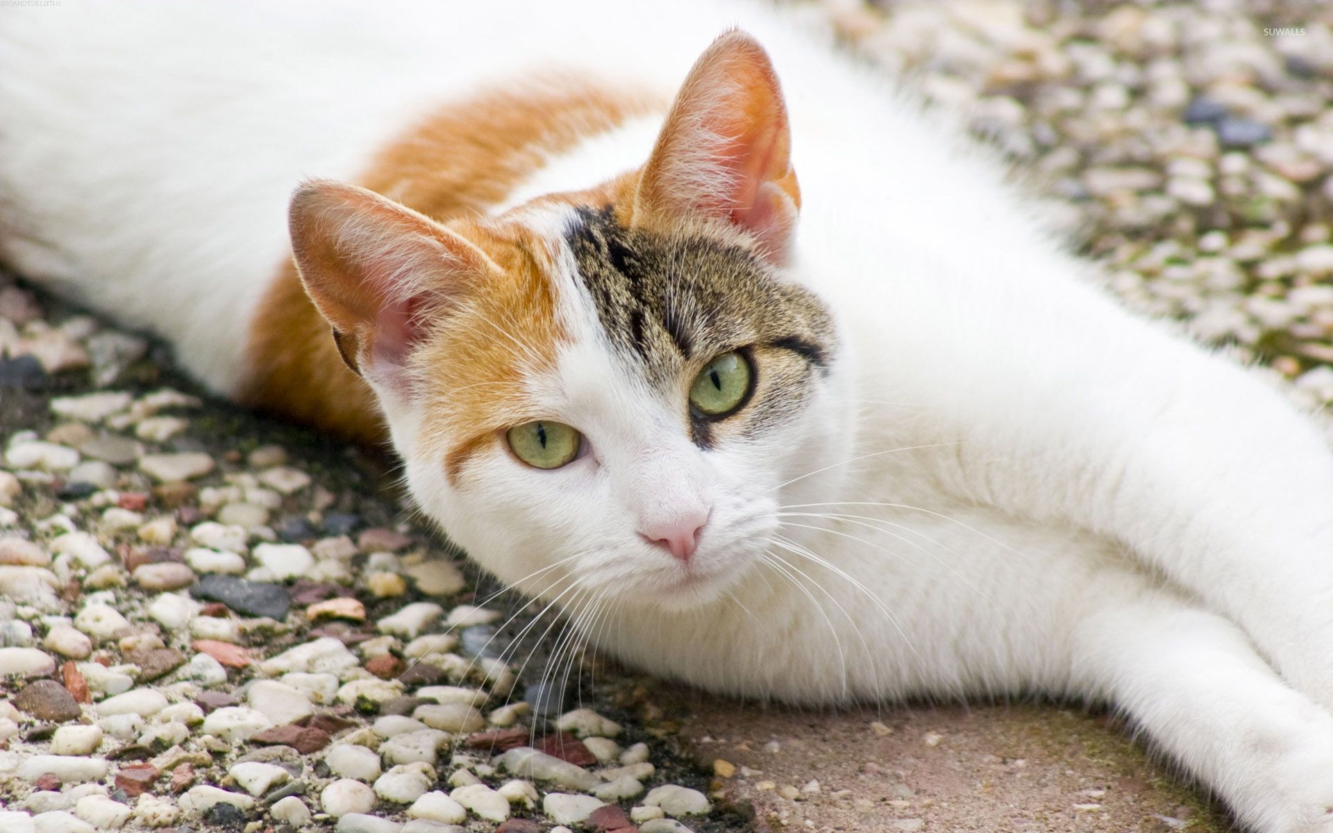 گربه سفید و نارنجی دوست داشتنی با چشم های سبز