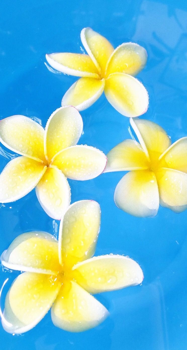 گل های قشنگ پلومریا زرد سفید در یک نمای هنری جدید