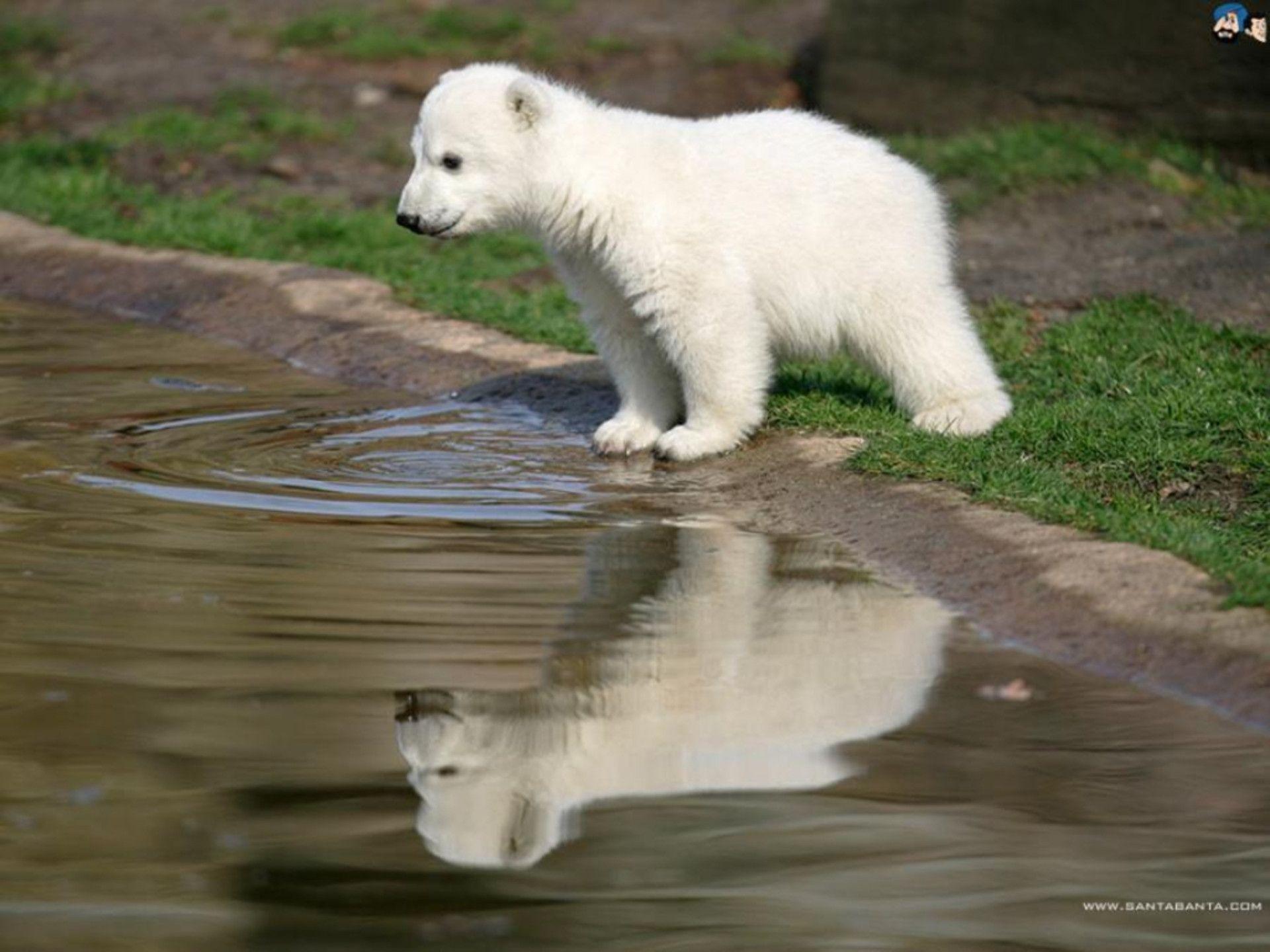 عکس خوشگل خرس قطبی کوچولوی سفید مختص پروفایل 