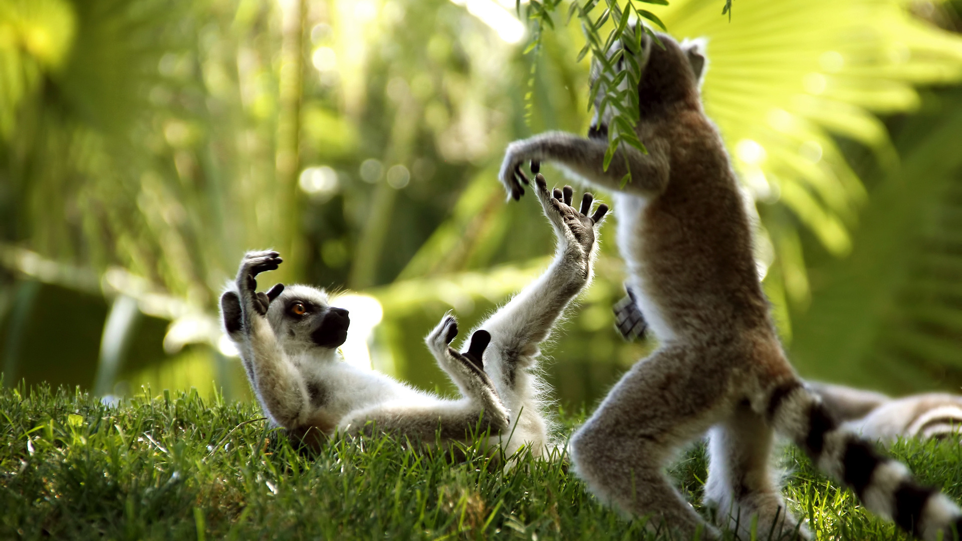 عکس استوک و وکتور میمون های جنگل امازون
