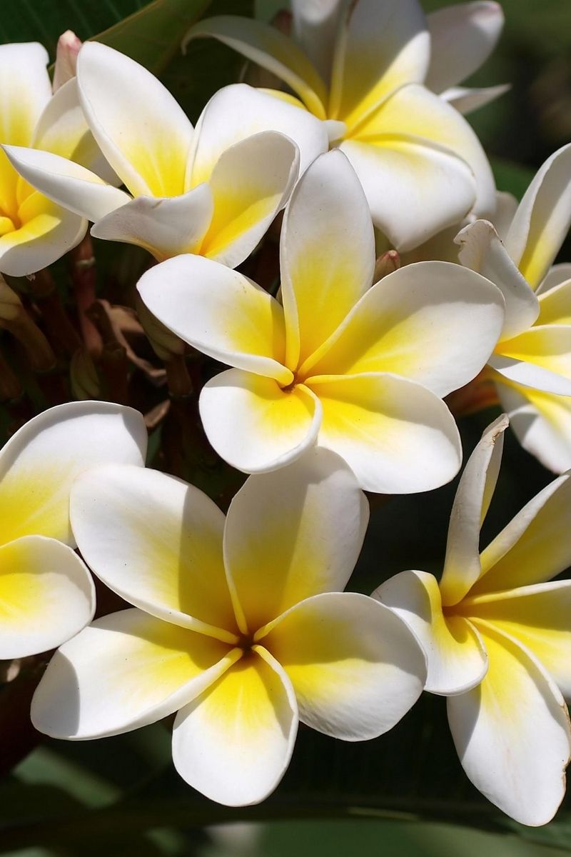 تصویرزمینه 8K از گل پلومریا پنج پر سفید با وسط زرد 