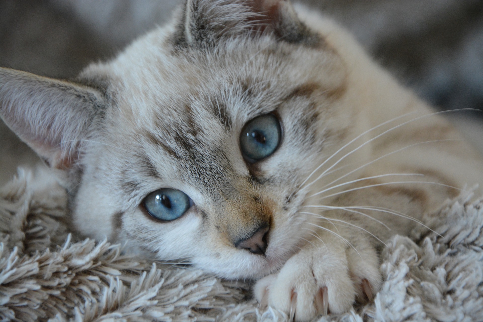 عکس حرفه ای گربه کیوت بامزه با ژست جذاب و دوست داشتنی