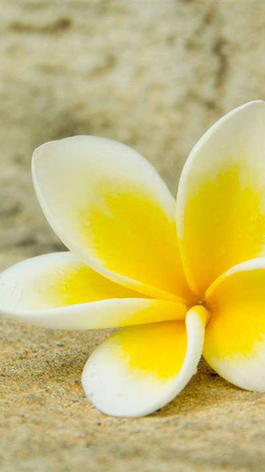 عکس گل پلومریا زرد سفید برای زمینه گوشی شیائومی