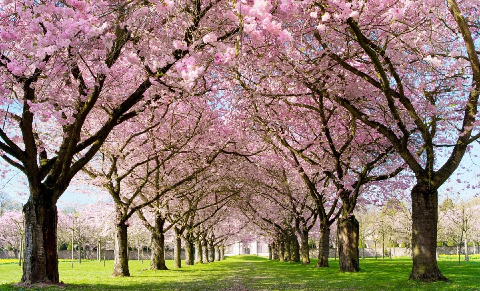 تصویر فصل بهار در پارک سرسبز و خوشگل با کیفیت دیدنی