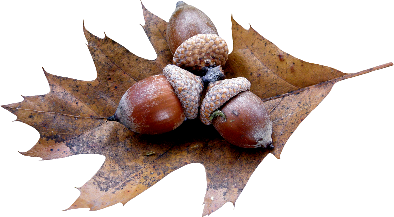 تصویر HD دانه یا میوه بلوط با تم پاییزی دلچسب 