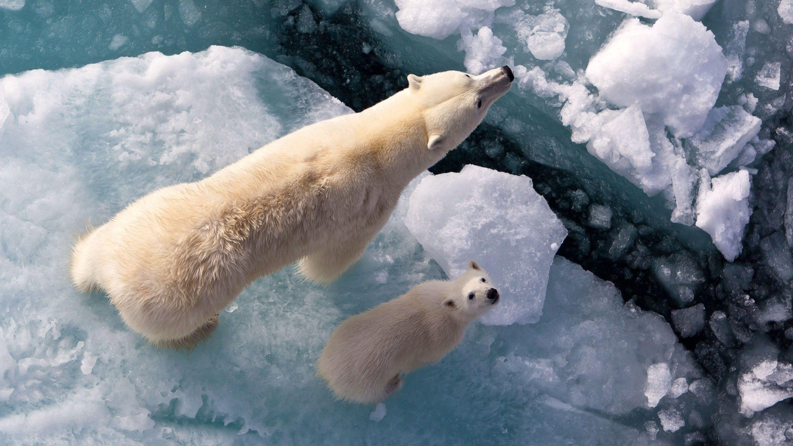 عکس استوک کم نظیر از خرس های قطبی روی تکه یخ های شکسته شده