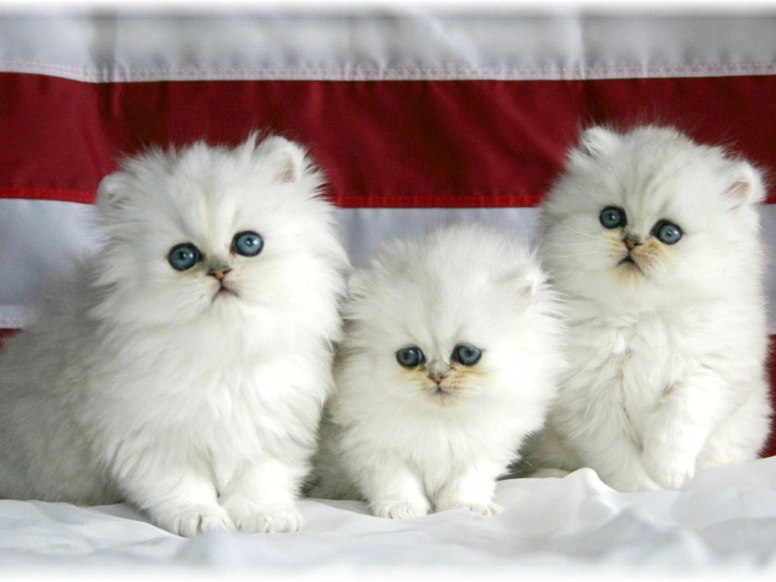 دانلود عکس رویایی سه گربه پرشین سفید چشم آبی