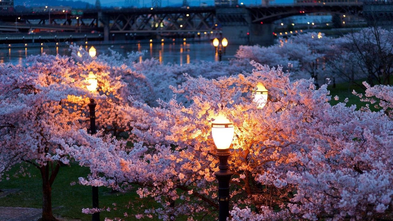 عکس درختان بهاری با شکوفه صورتی میان چراغ شهری در شب 