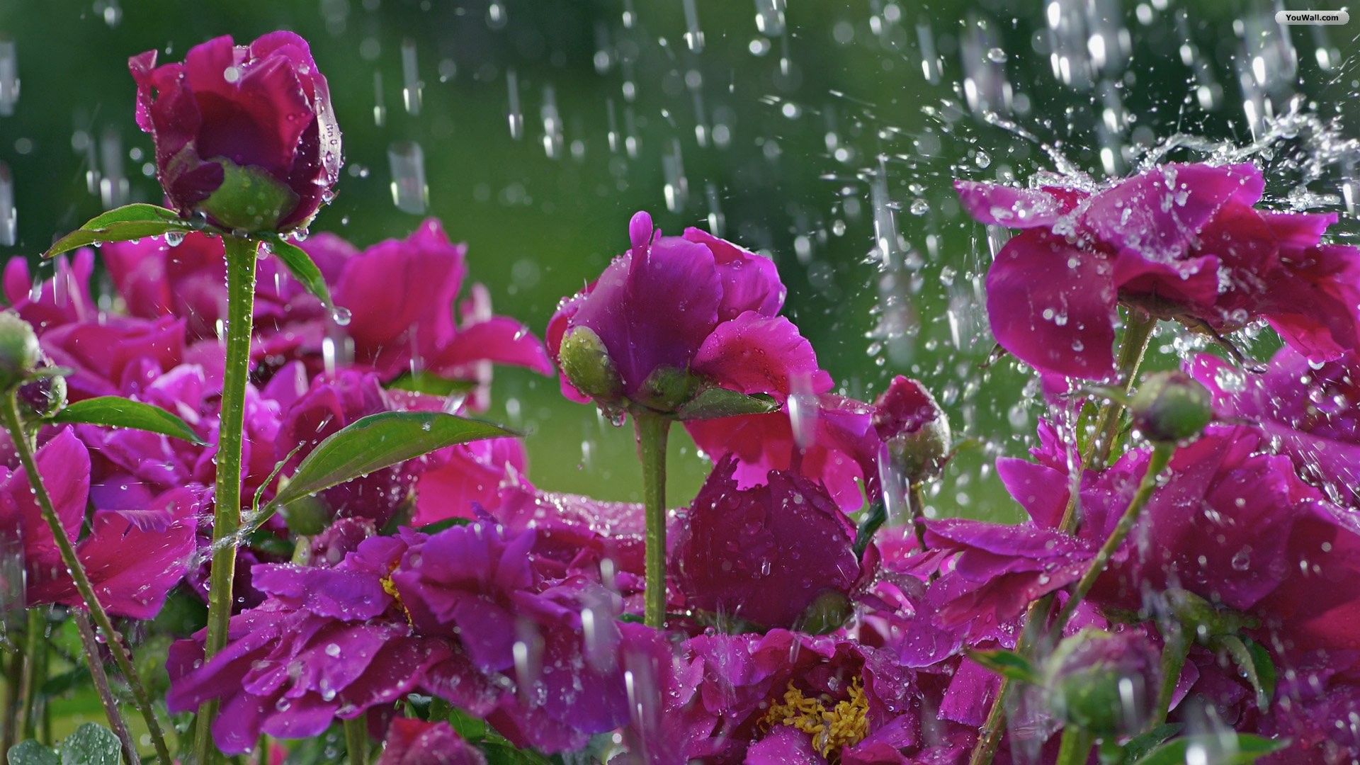 عکس ناز و خوشگل گل های صورتی زیبا در بارش باران