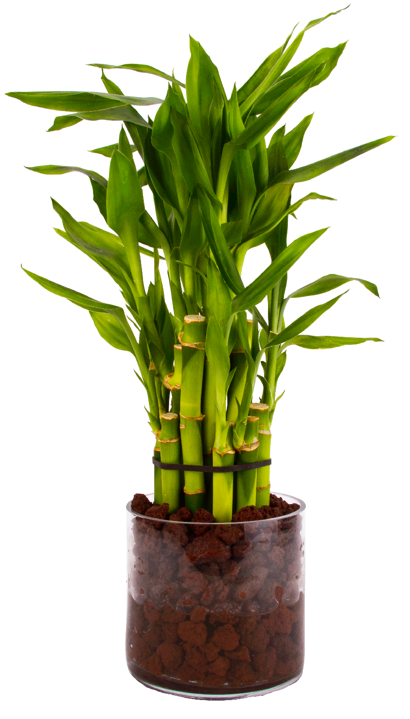 دانلود تصویر گیاهان آپارتمانی بامبو PNG 