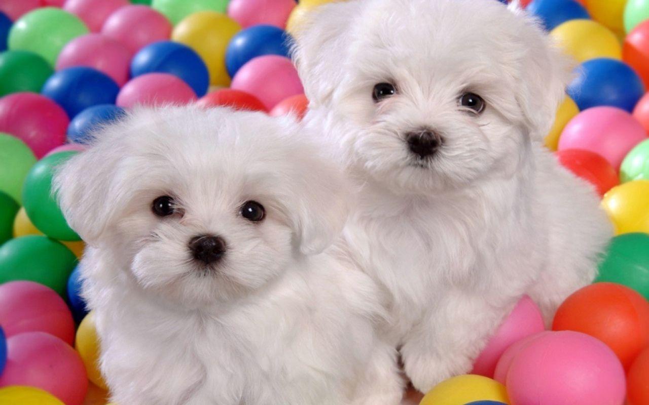 دو سگ سفید دوست داشتنی در استخر توپ رنگی