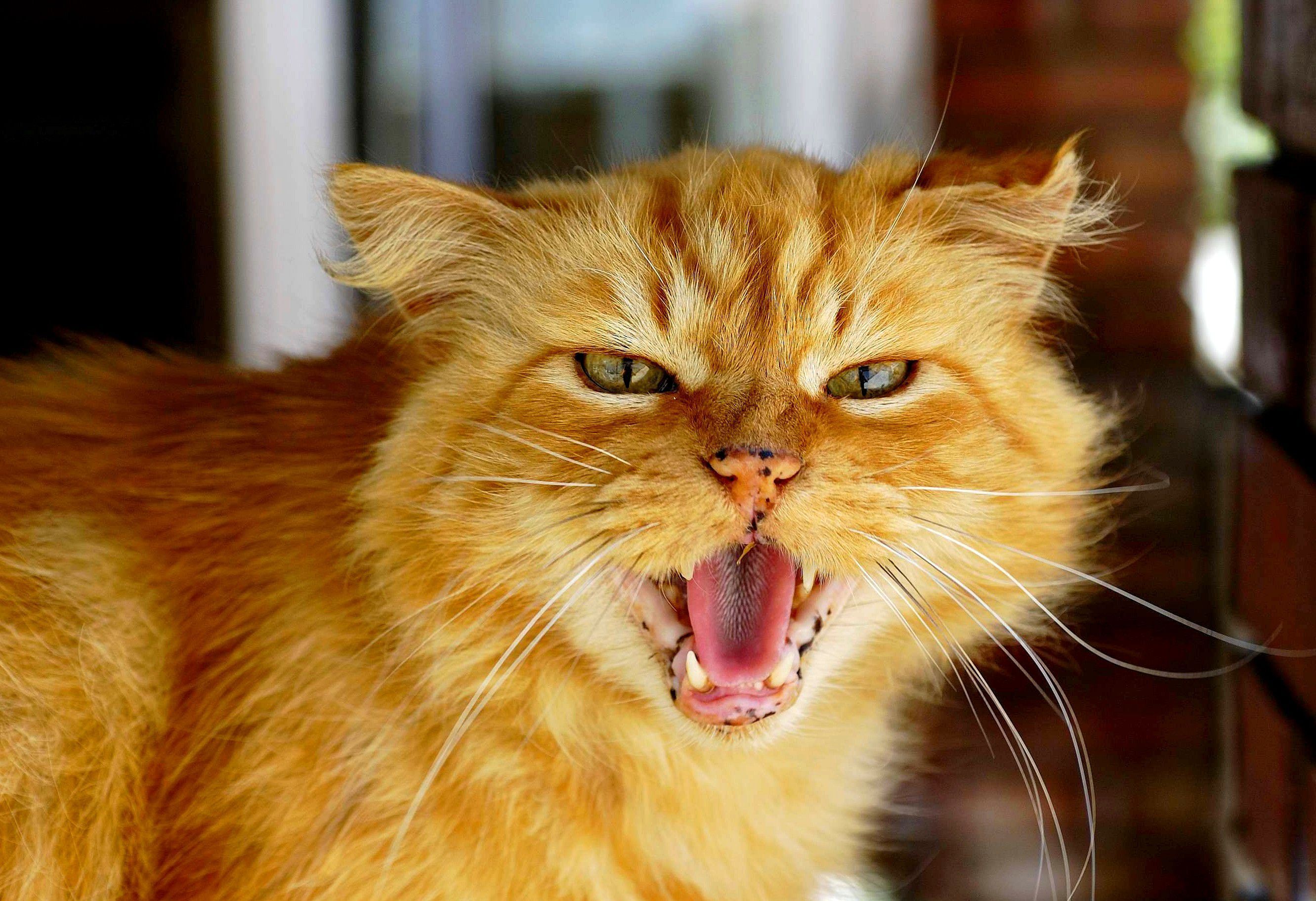 عکس گربه نارنجی عصبانی با دهان باز برای پروفایل 
