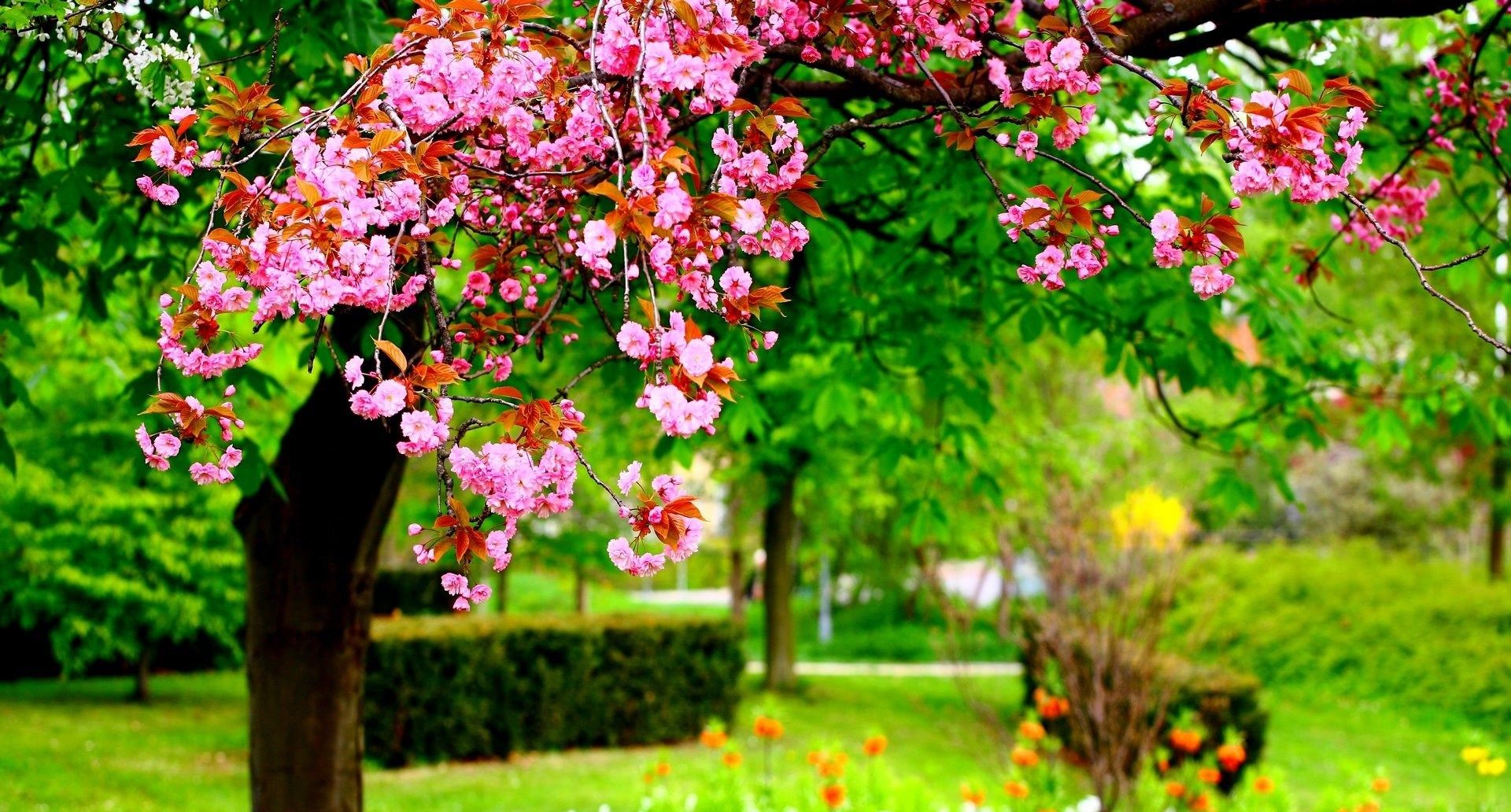 والپیپر دلپذیر گل های صورتی روی درخت پارک در فصل بهار