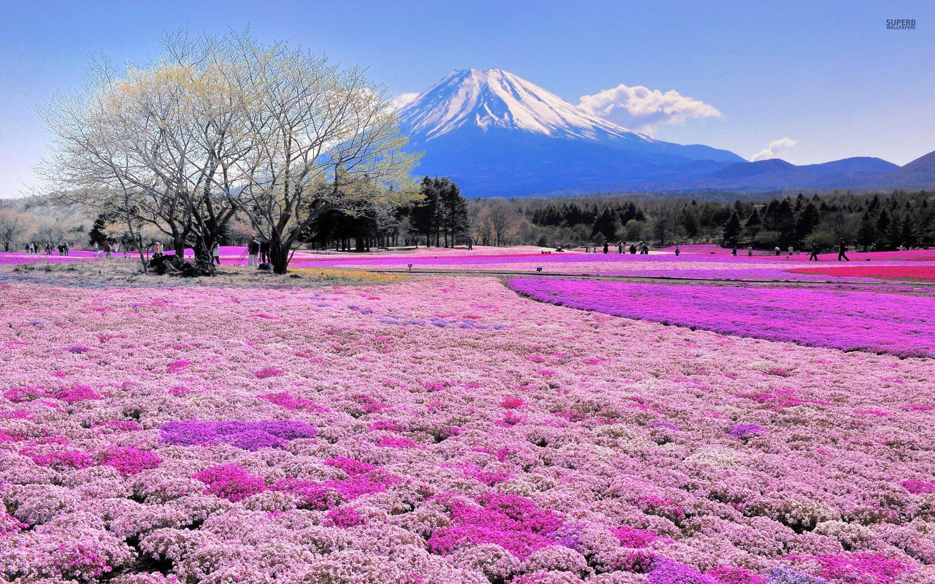 عکس مزرعه ی گلها از ژاپن
