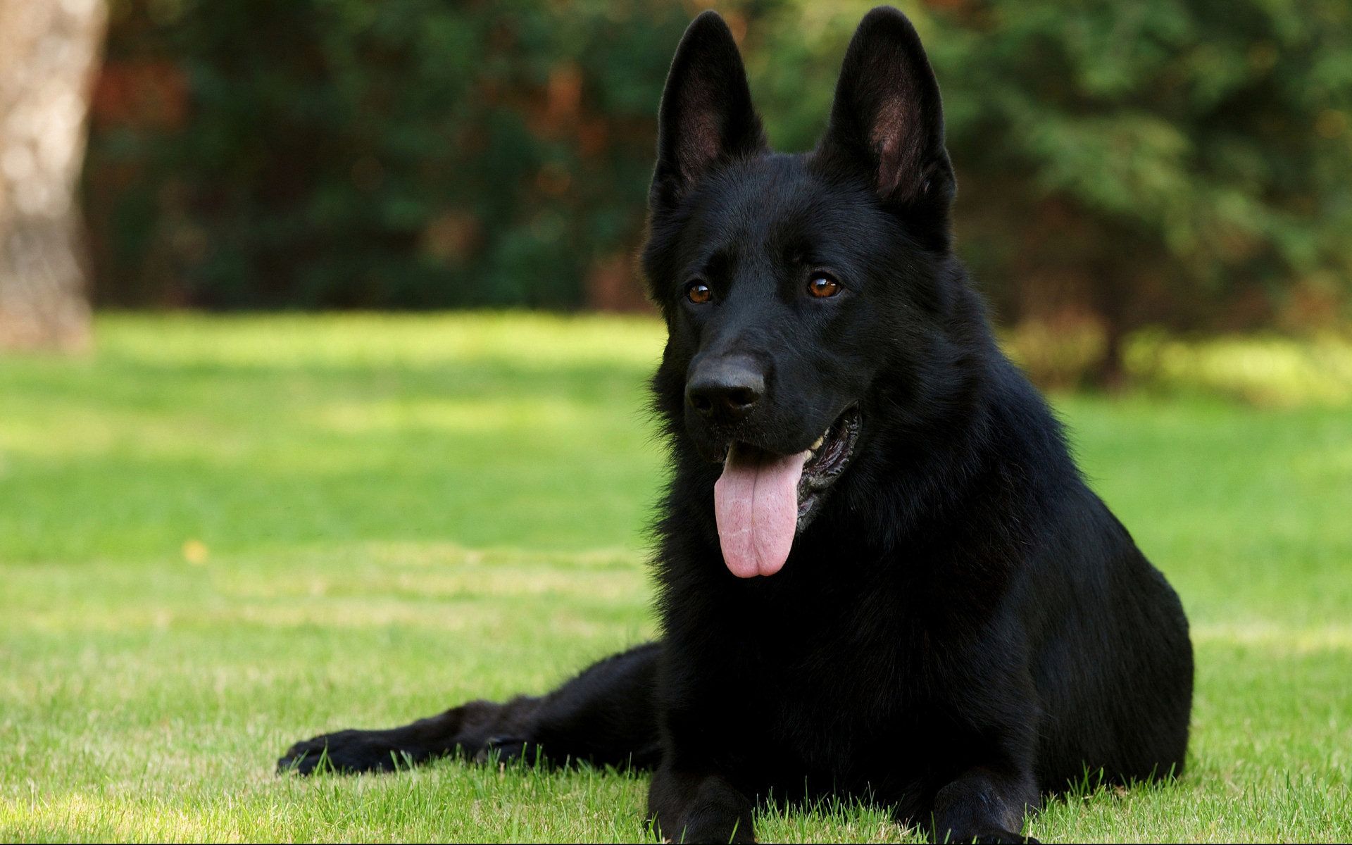 تصویر HD سگ ژرمن سیاه باشکوه جذاب ترین نژاد سگ