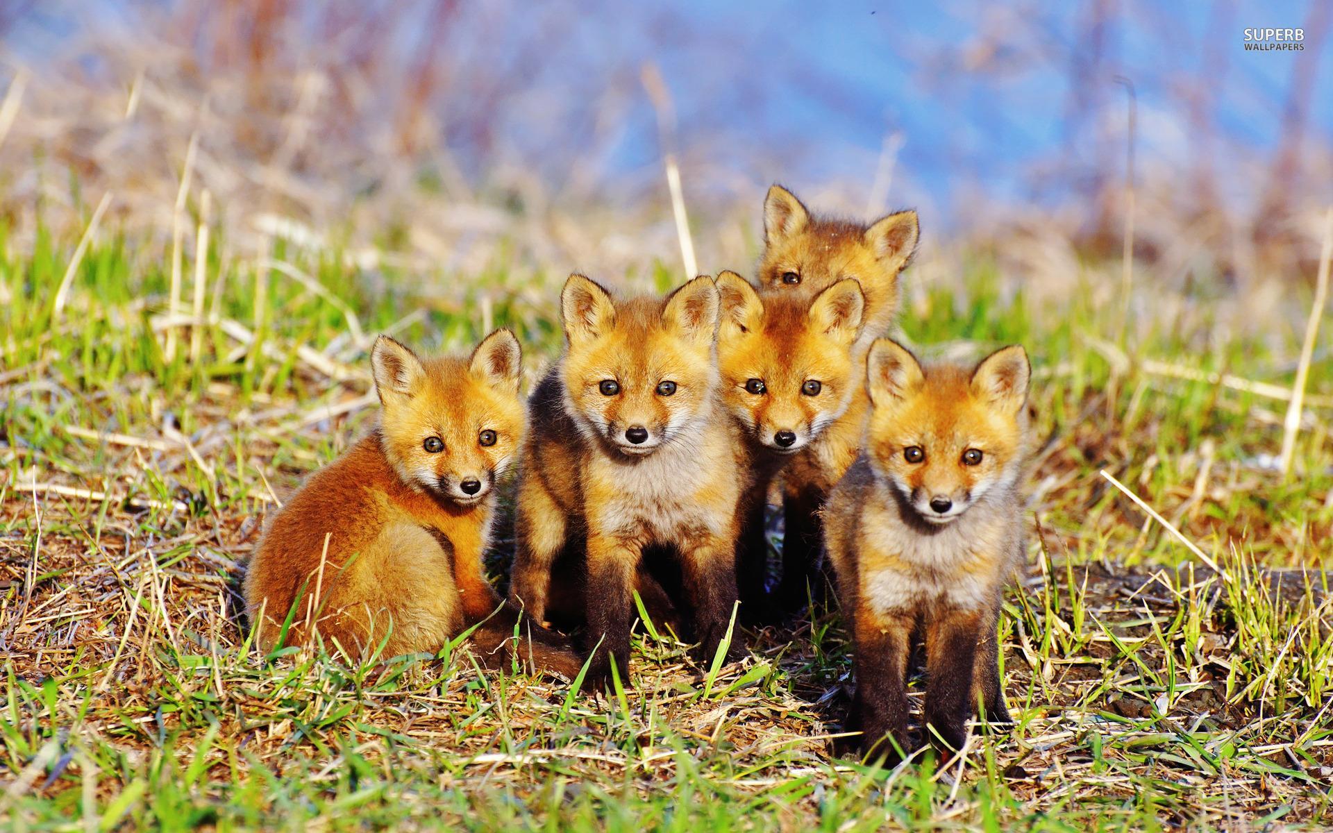 گروه بچه روباه های کوچولو و خوشگل در کنار هم 2023