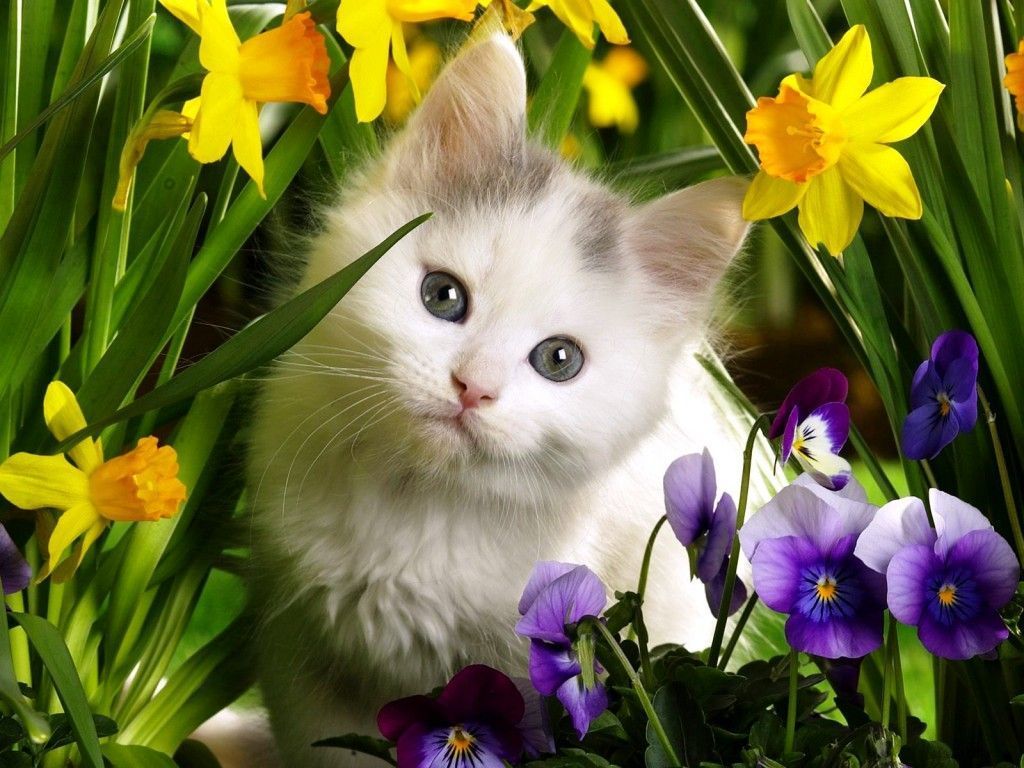 عکس گربه کوچک میان گل بنفشه و نرگس با کیفیت hd