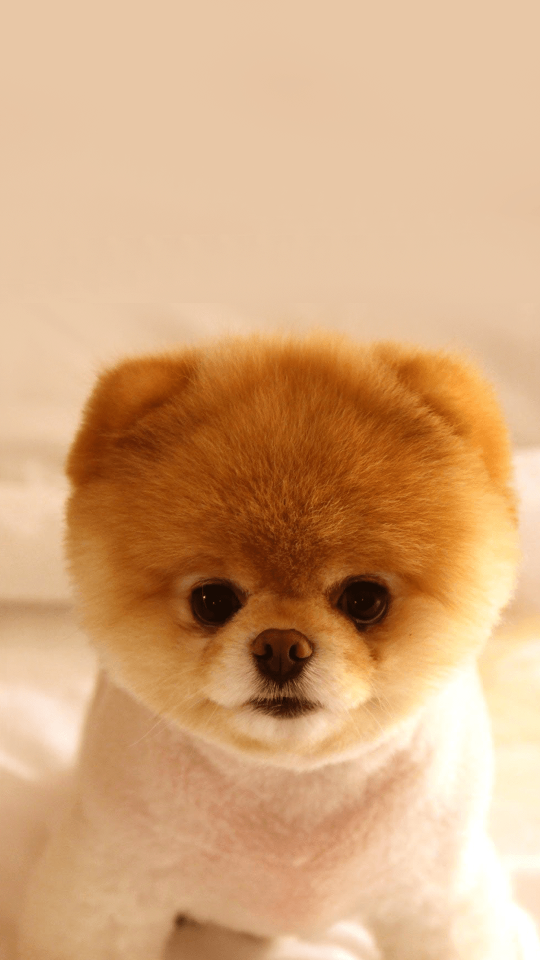 عکس جدید بچه سگ کیوت شبیه به خرس با کیفیت عالی