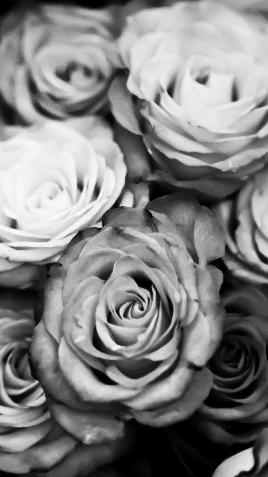 بهترین تصویر زمینه سیاه سفید موبایل با نقش گل رز 1402