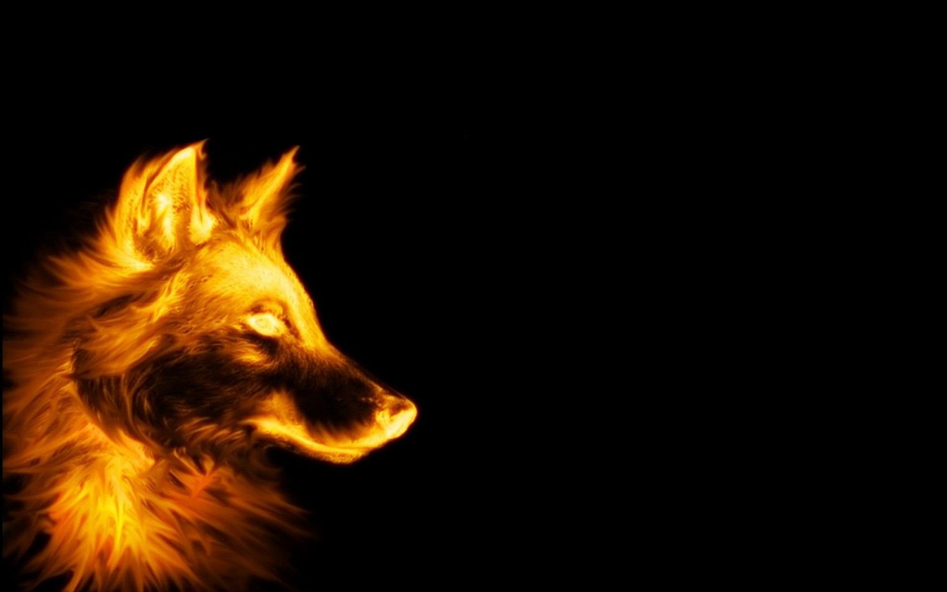 تصویر زمینه Full HD سگ گرگی طلایی با زمینه سیاه رنگ