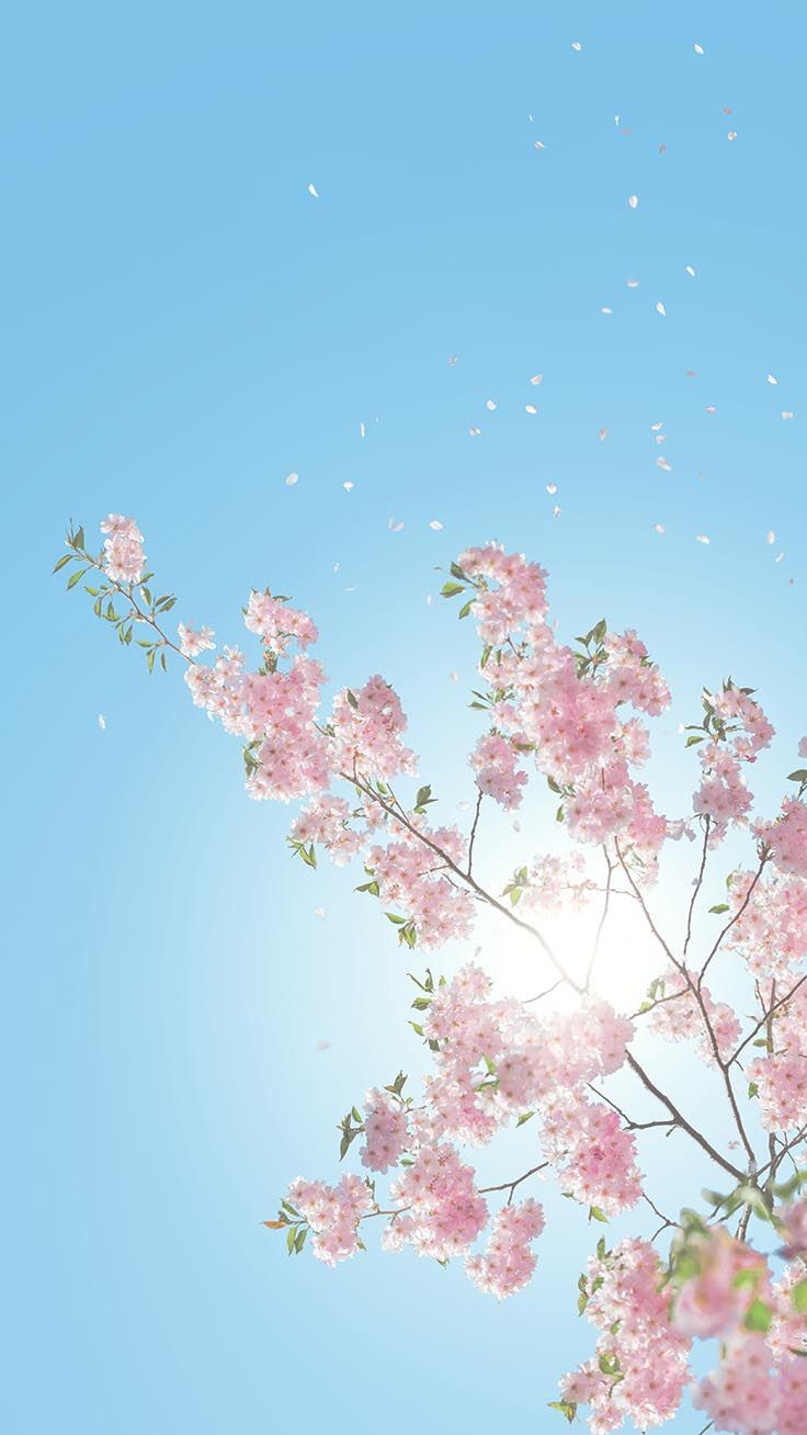 والپیپر جذاب شکوفه بهاری زیبا