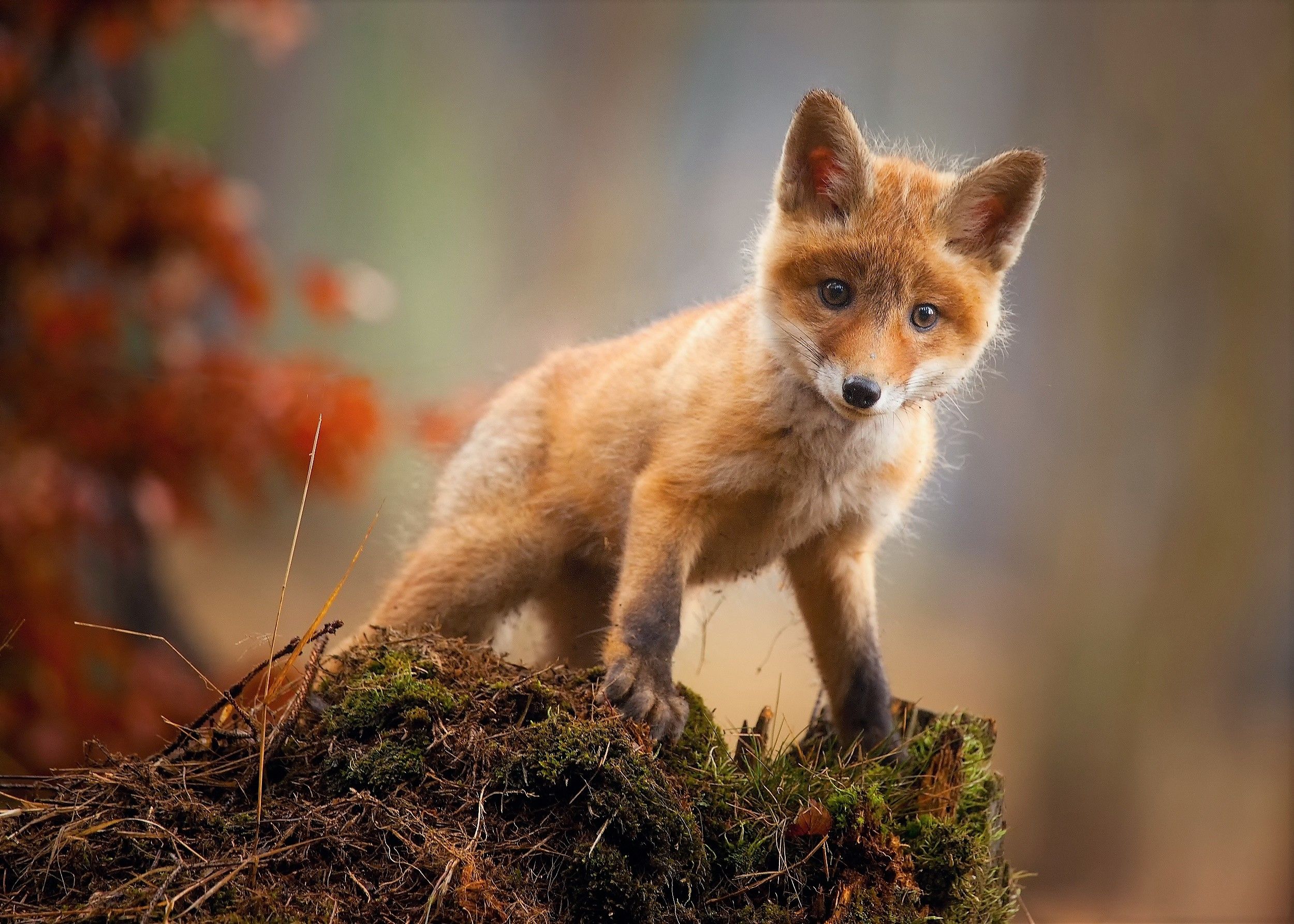 تصویر بچه روباه کوچولوی بامزه در طبیعت پاییزی