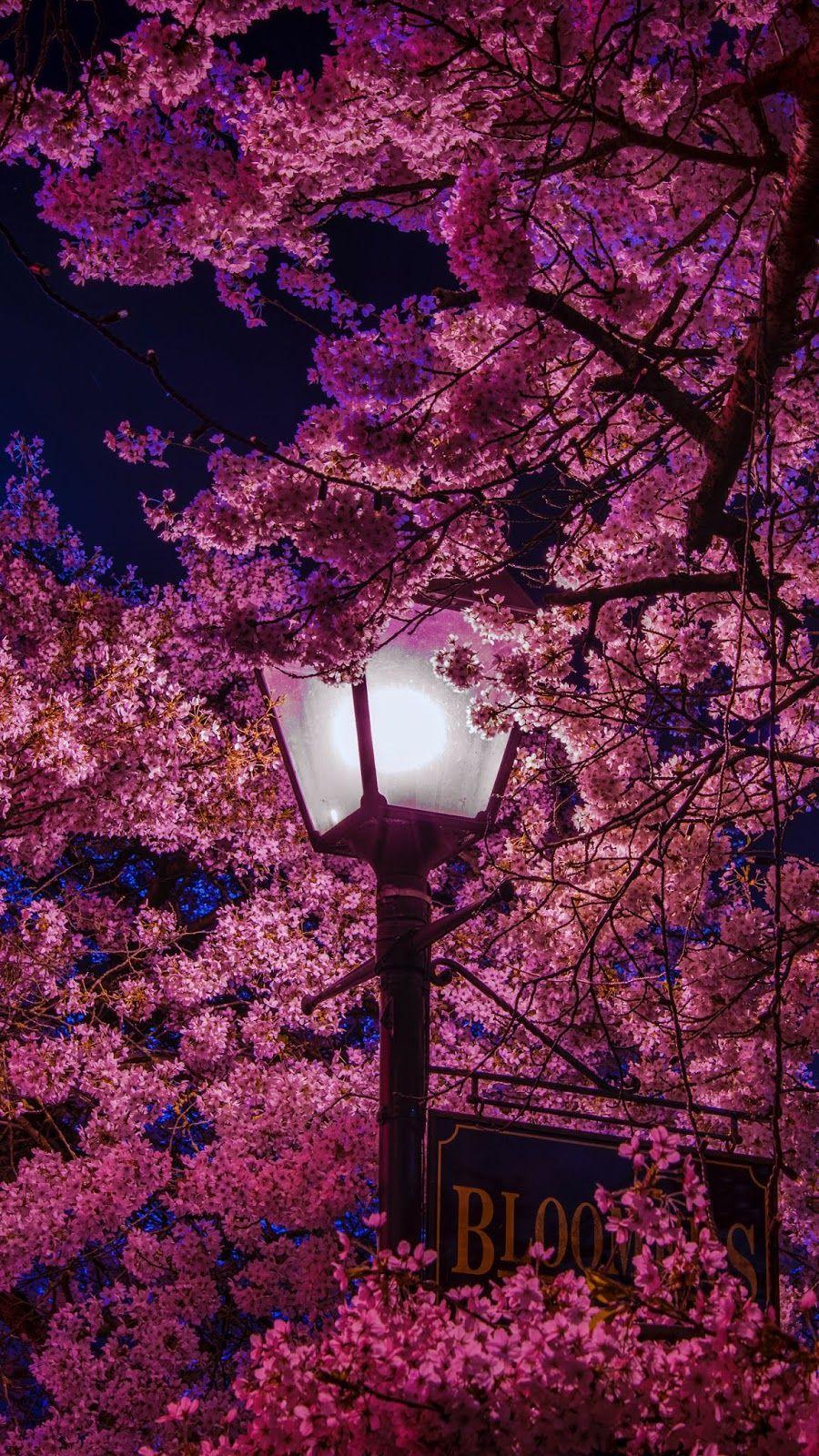 تصویر زمینه فصل بهار در شب عاشقانه برای گوشی سامسونگ