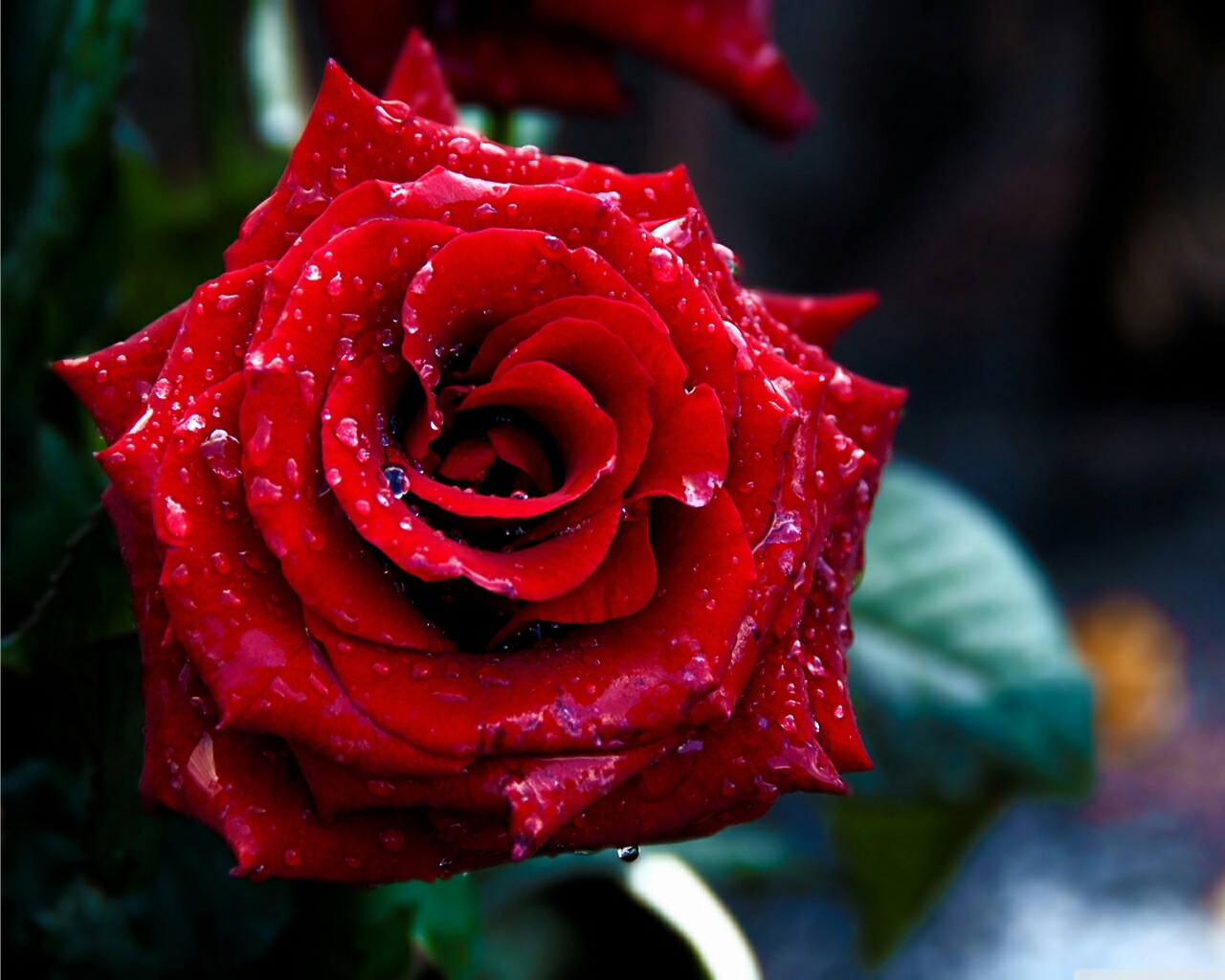 نازترین تصویر شاخه گل رز قرمز با گل برگ های ظریف