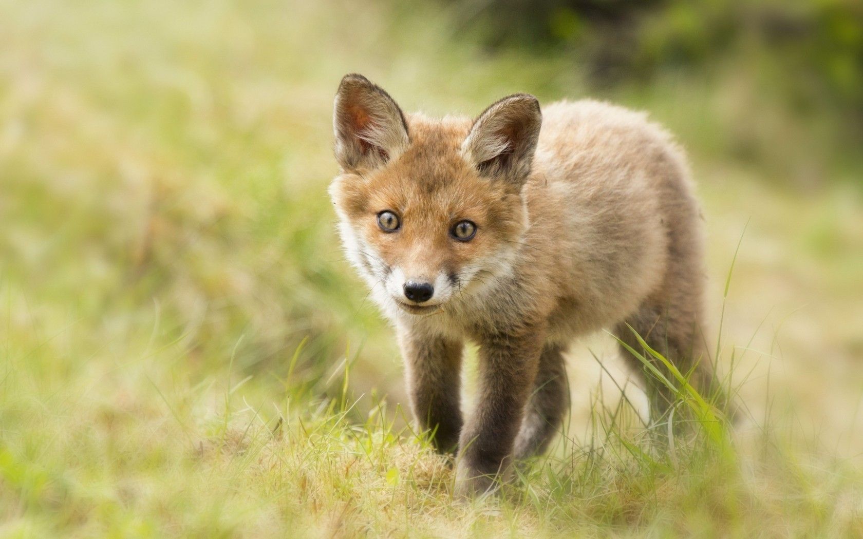 عکس بچه روباه یا Vulpes macrotis باهوش زیبا عکس بچه روباه یا Vulpes macrotis باهوش زیبا