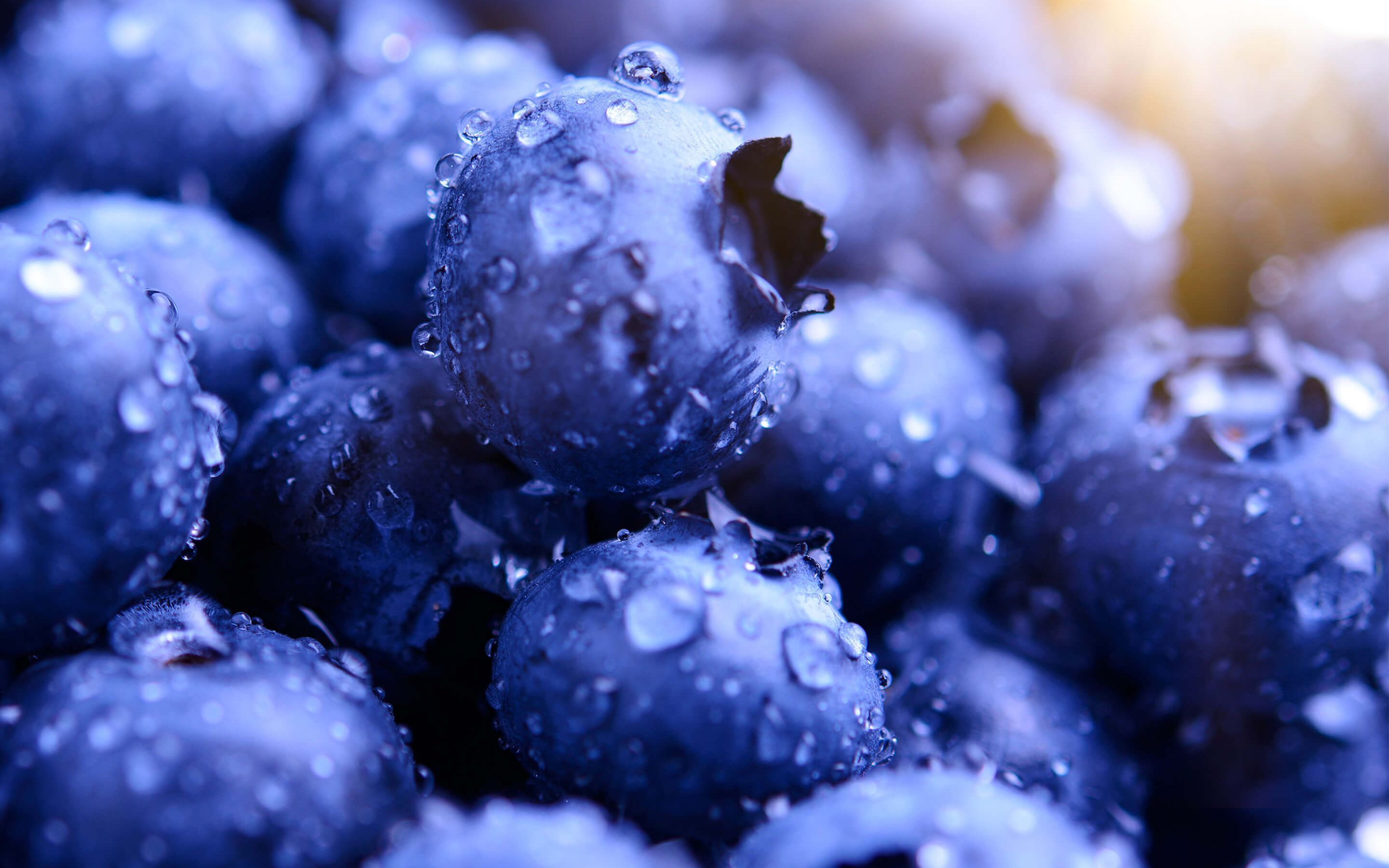 عکس زیبای میوه زغال اخته یا blueberry