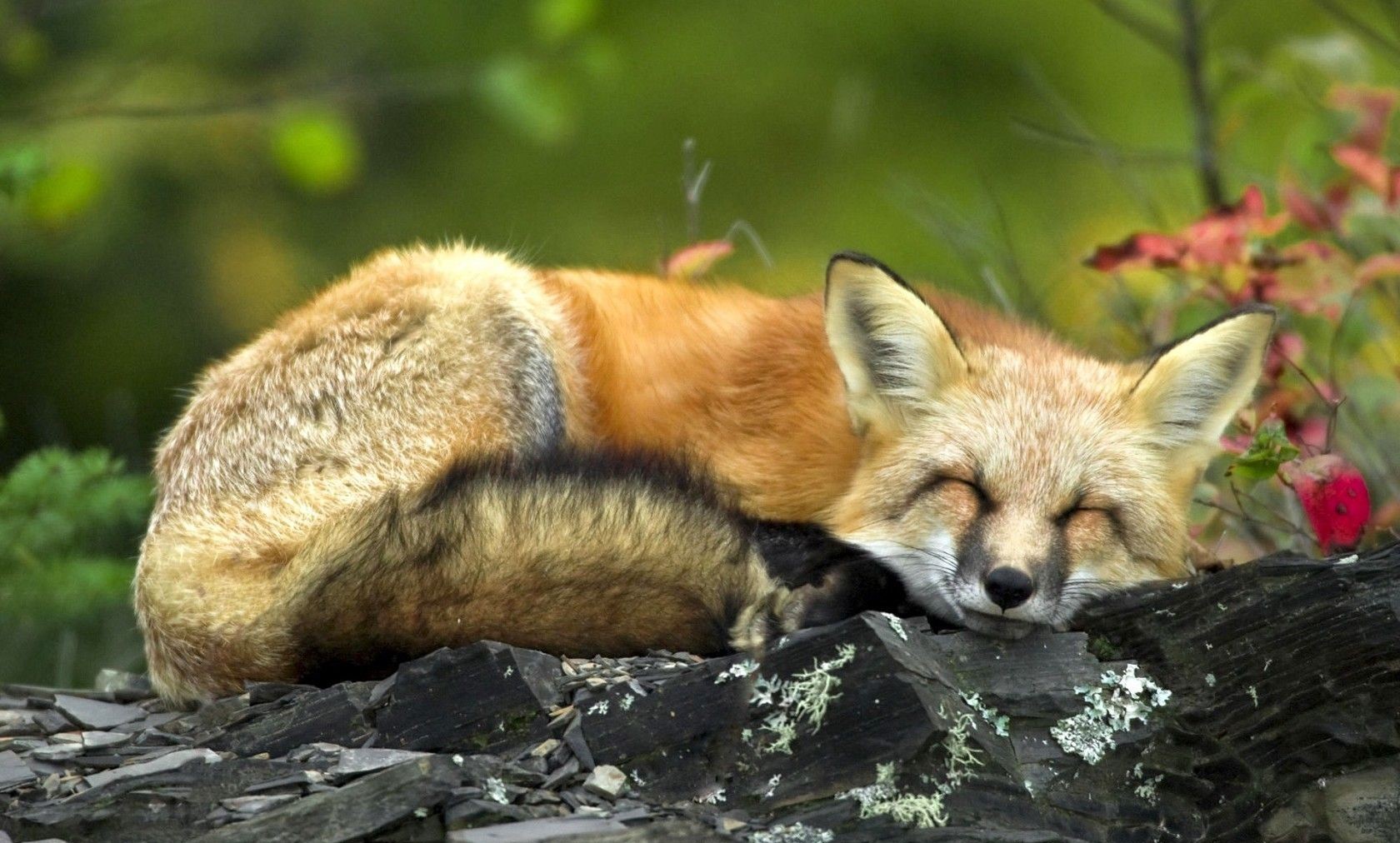 روباه زیبا به خواب رفته در بهار در یک قاب هنری جذاب 