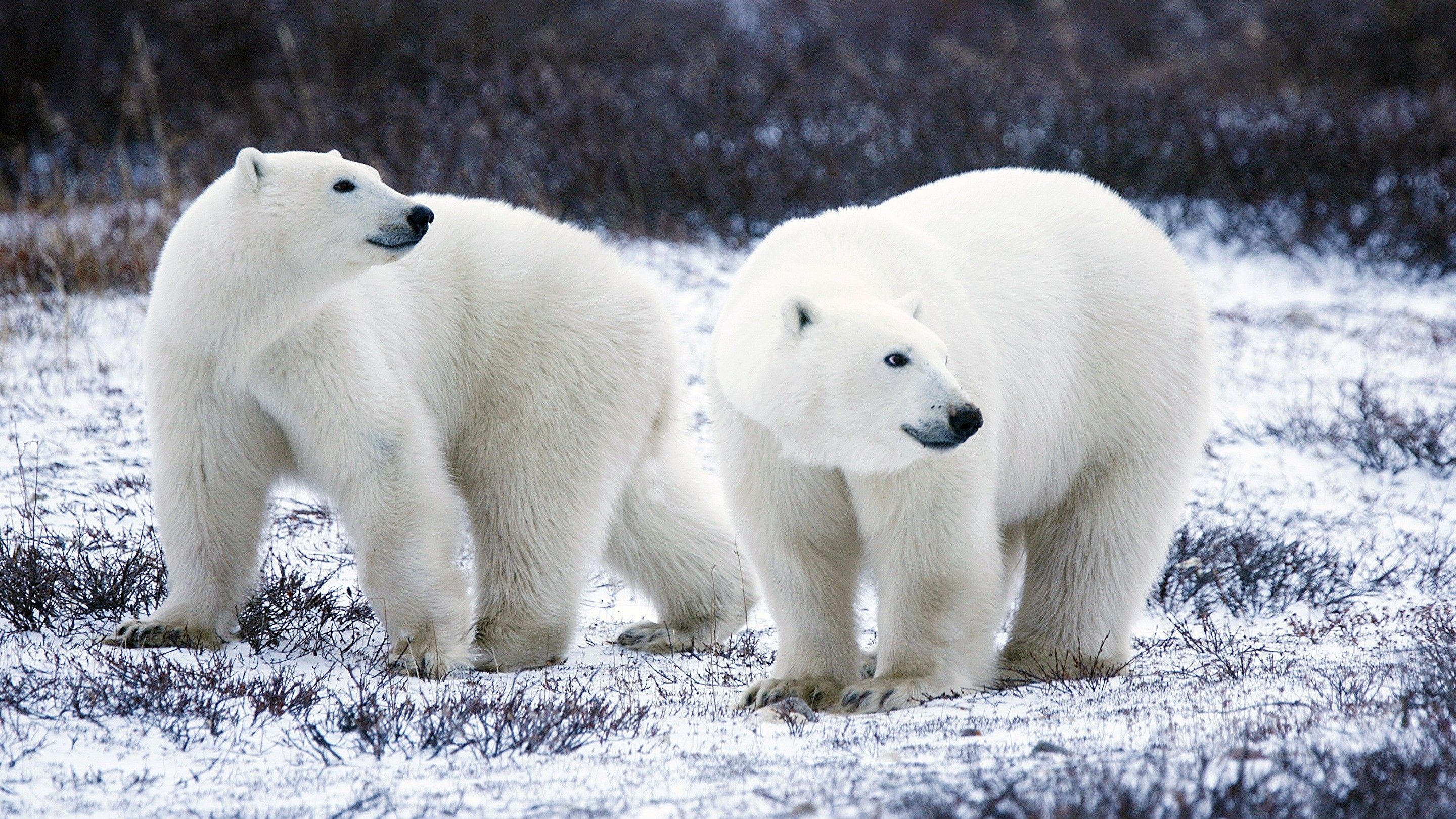تصویر زیبا از دو خرس قطبی سفید رنگ بزرگ برای زمینه گوشی آیفون