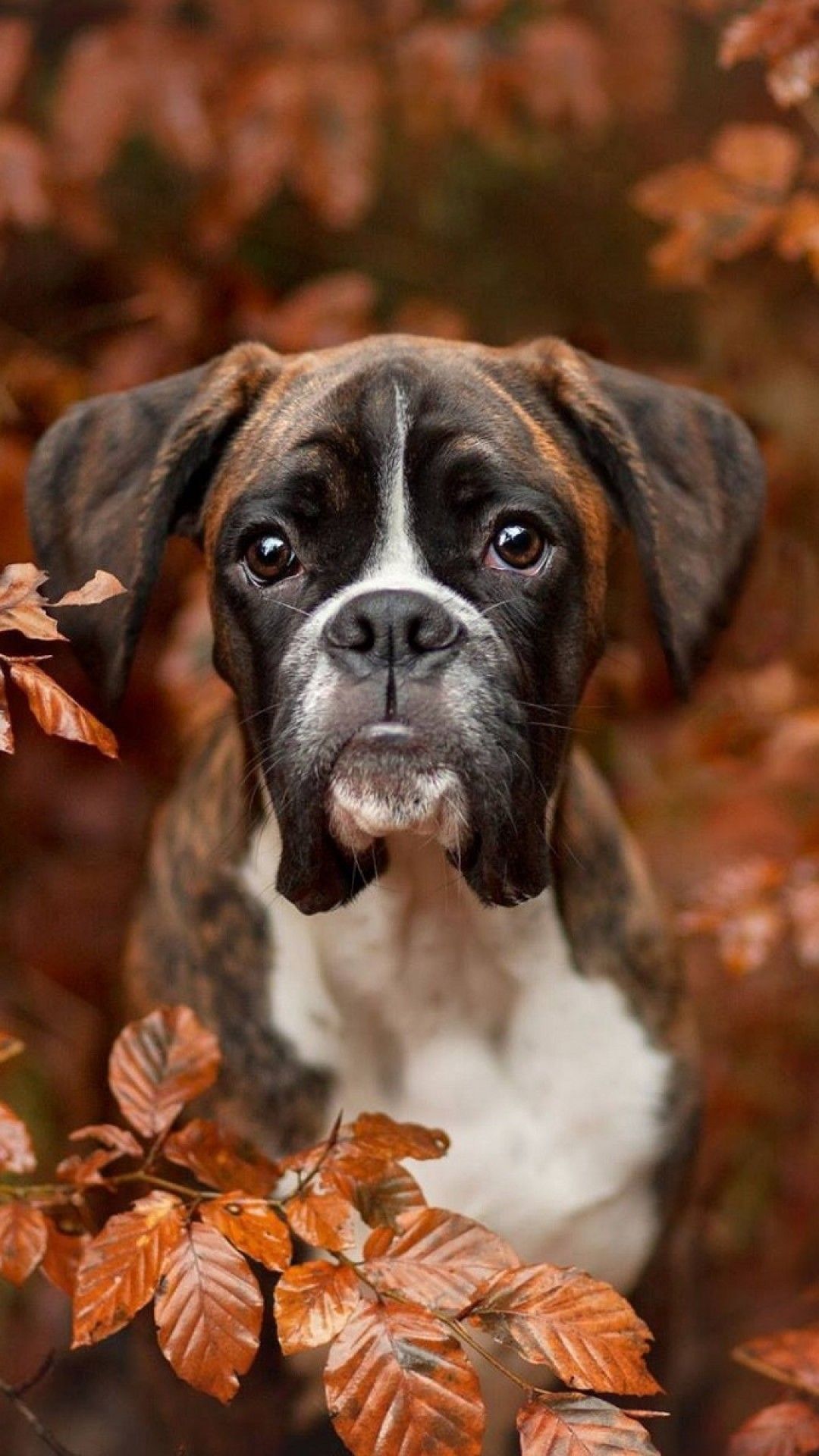عکس هنری زیبا از سگ داشهوند کیوت در طبیعت پاییزی