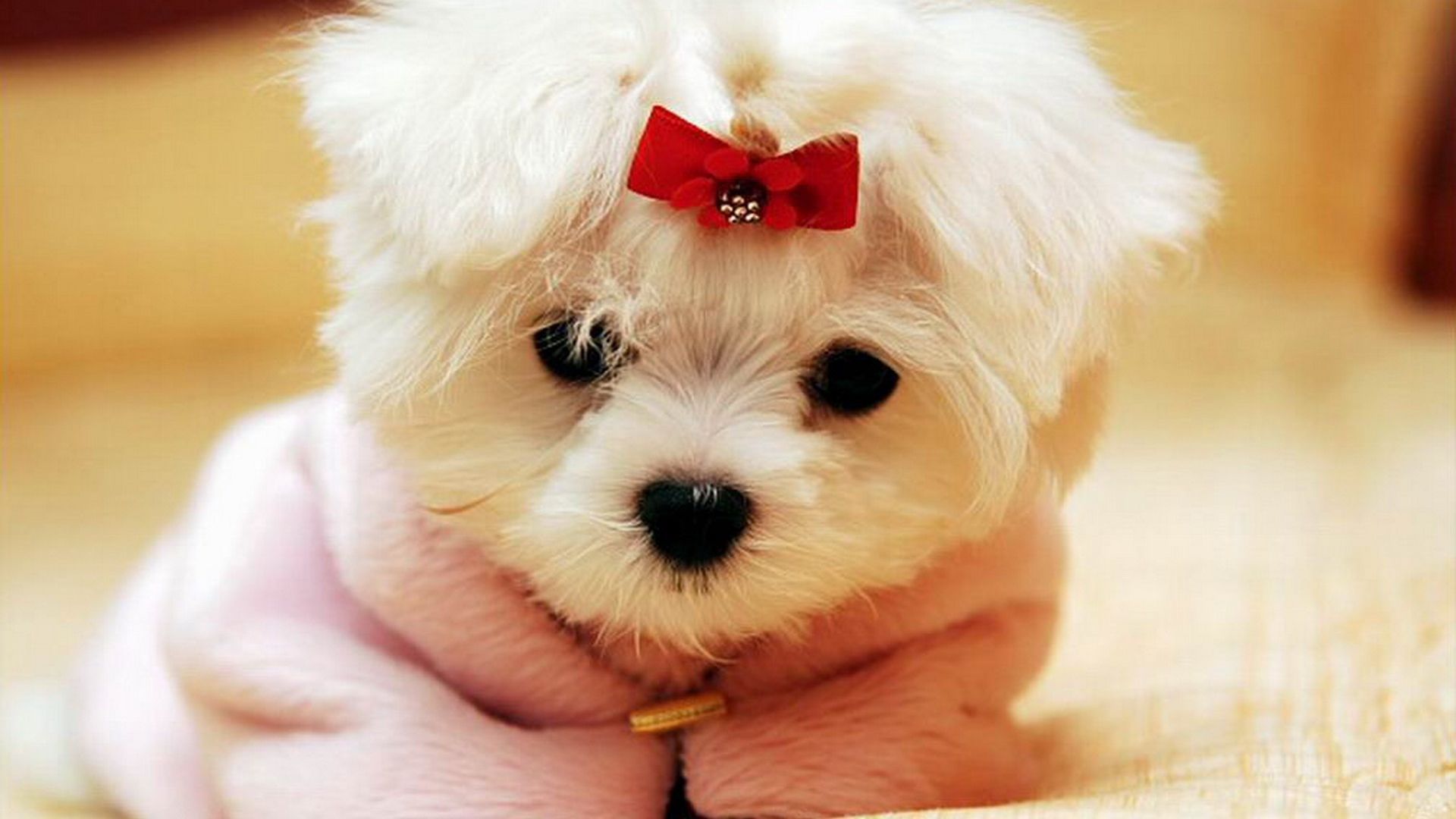 بهترین عکس سگ سفید کوچولو با لباس و پاپیون