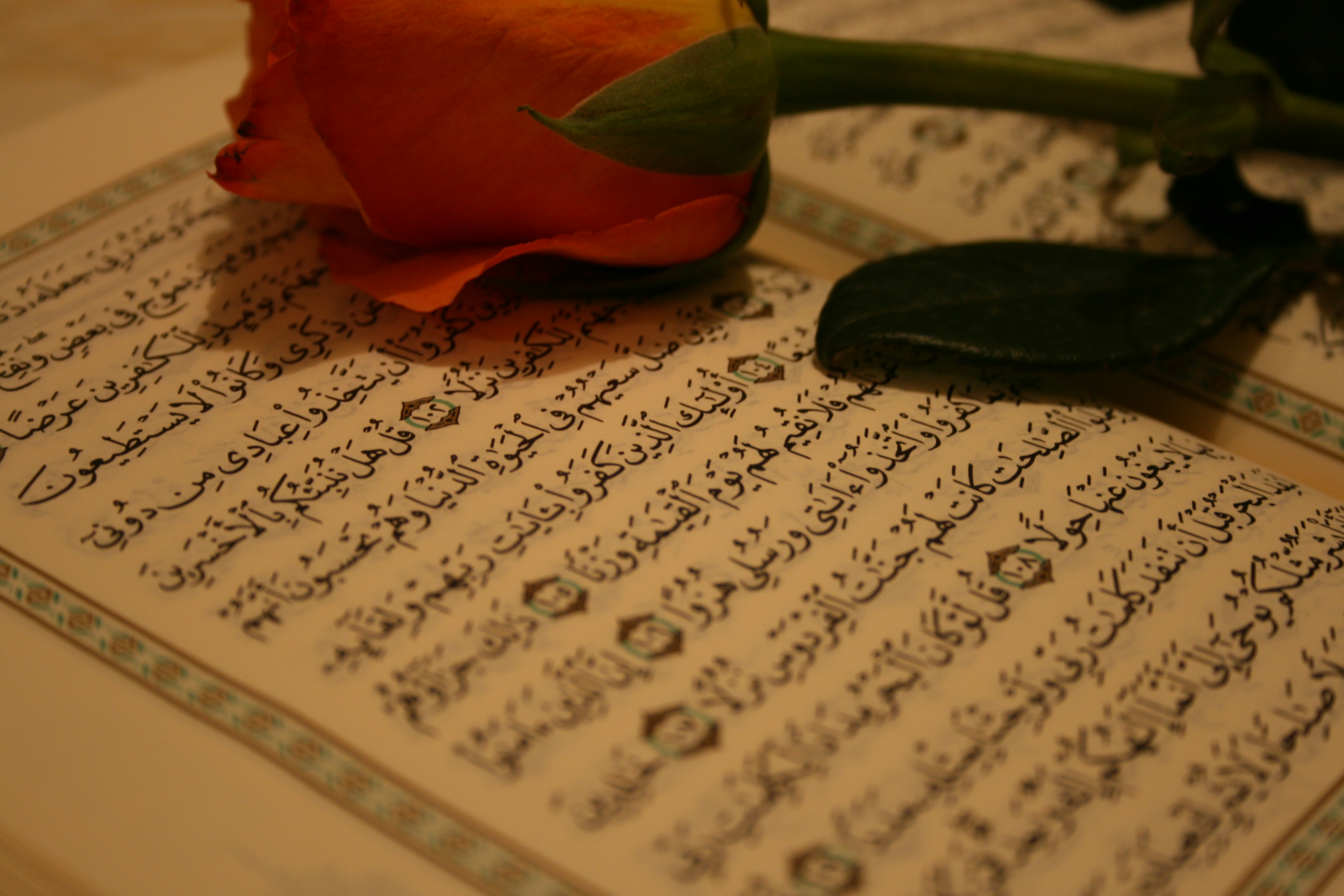 عکس پروفایل فوق العاده خوشگل مذهبی از گل روی صفحه قرآن